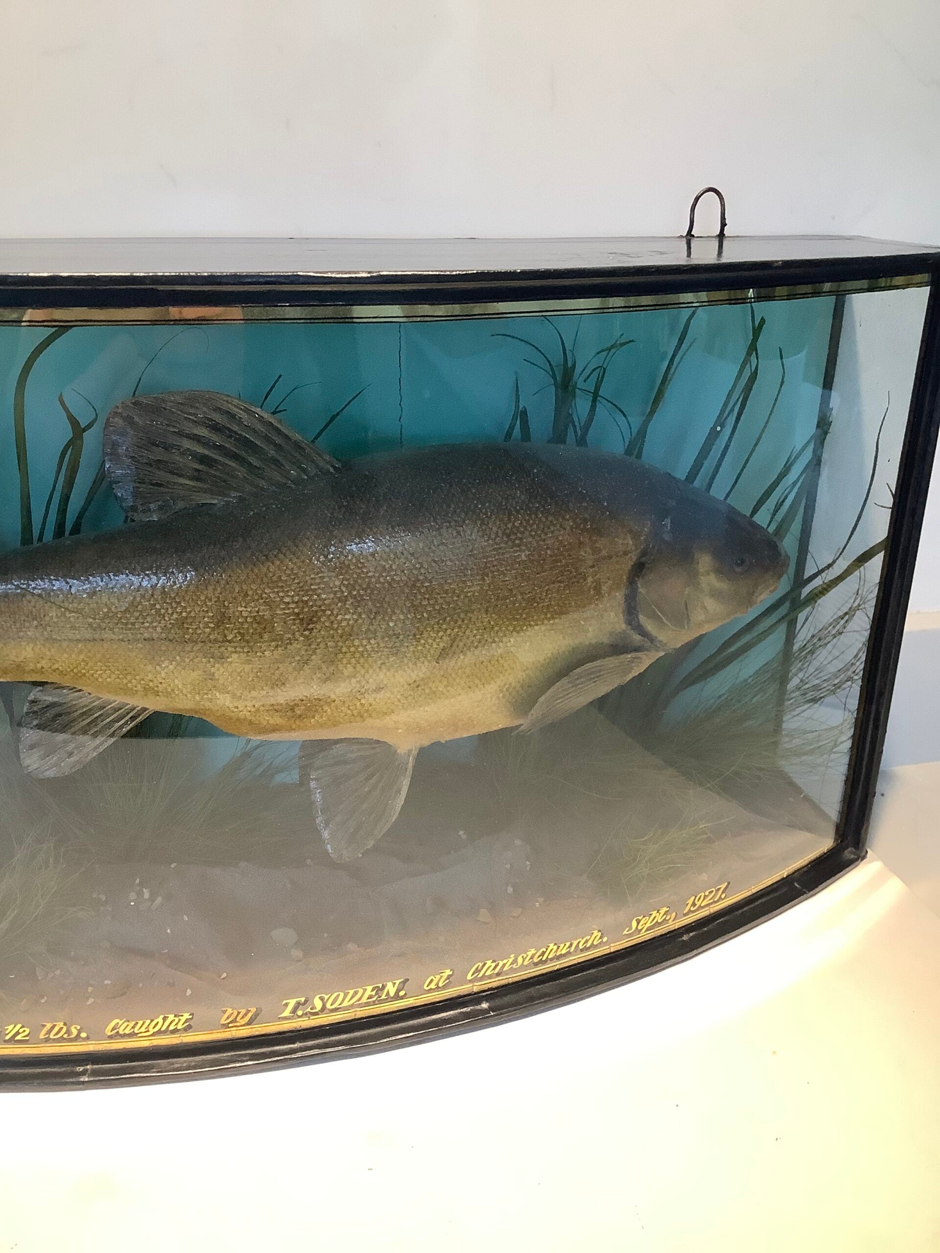 J.COOPER Cased TENCH 4 1/2lb from Christchurch 1927
