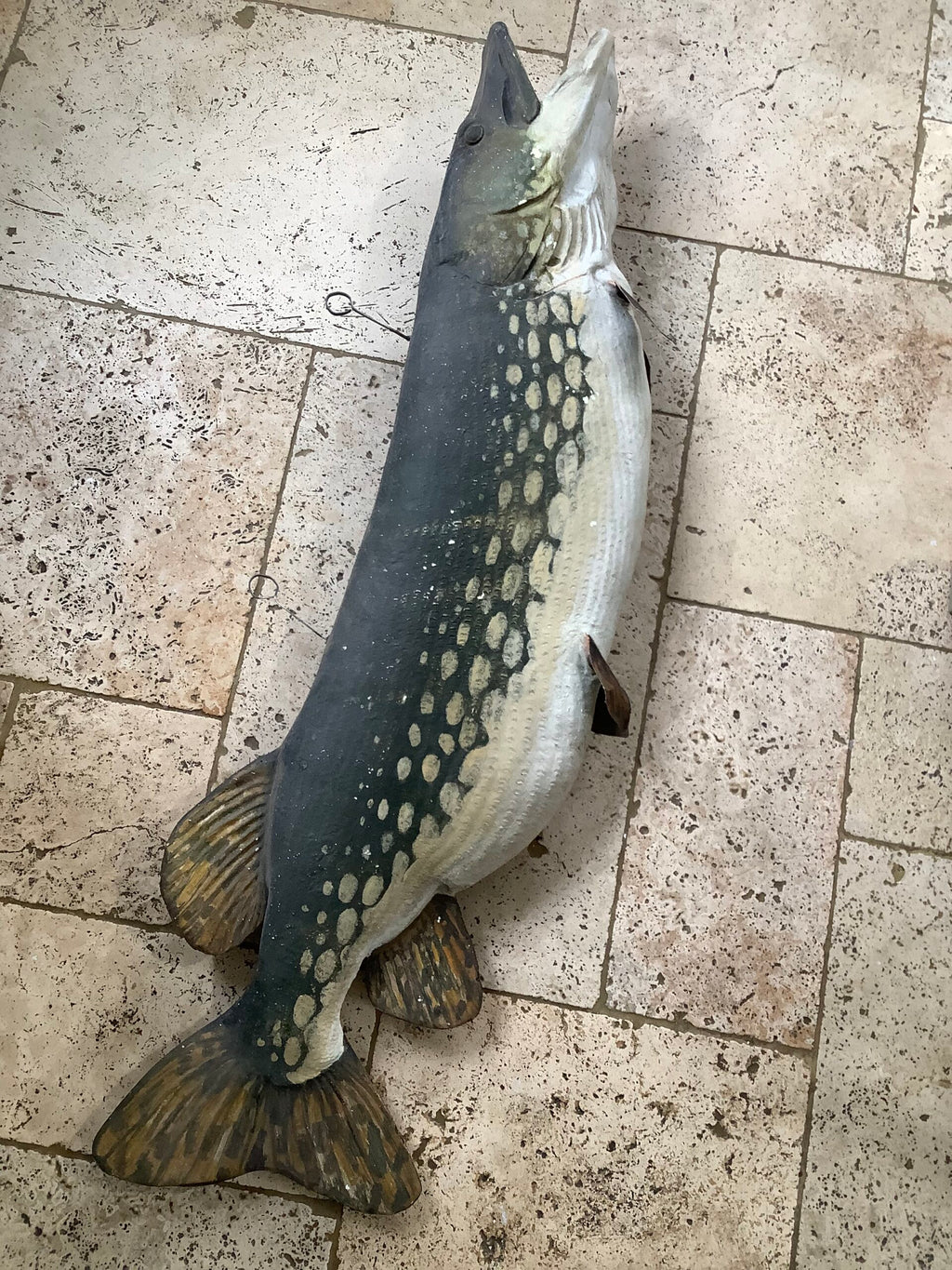 Enormous Ex-Shop Display Realistic 40lbs+ PIKE Display Fun Item