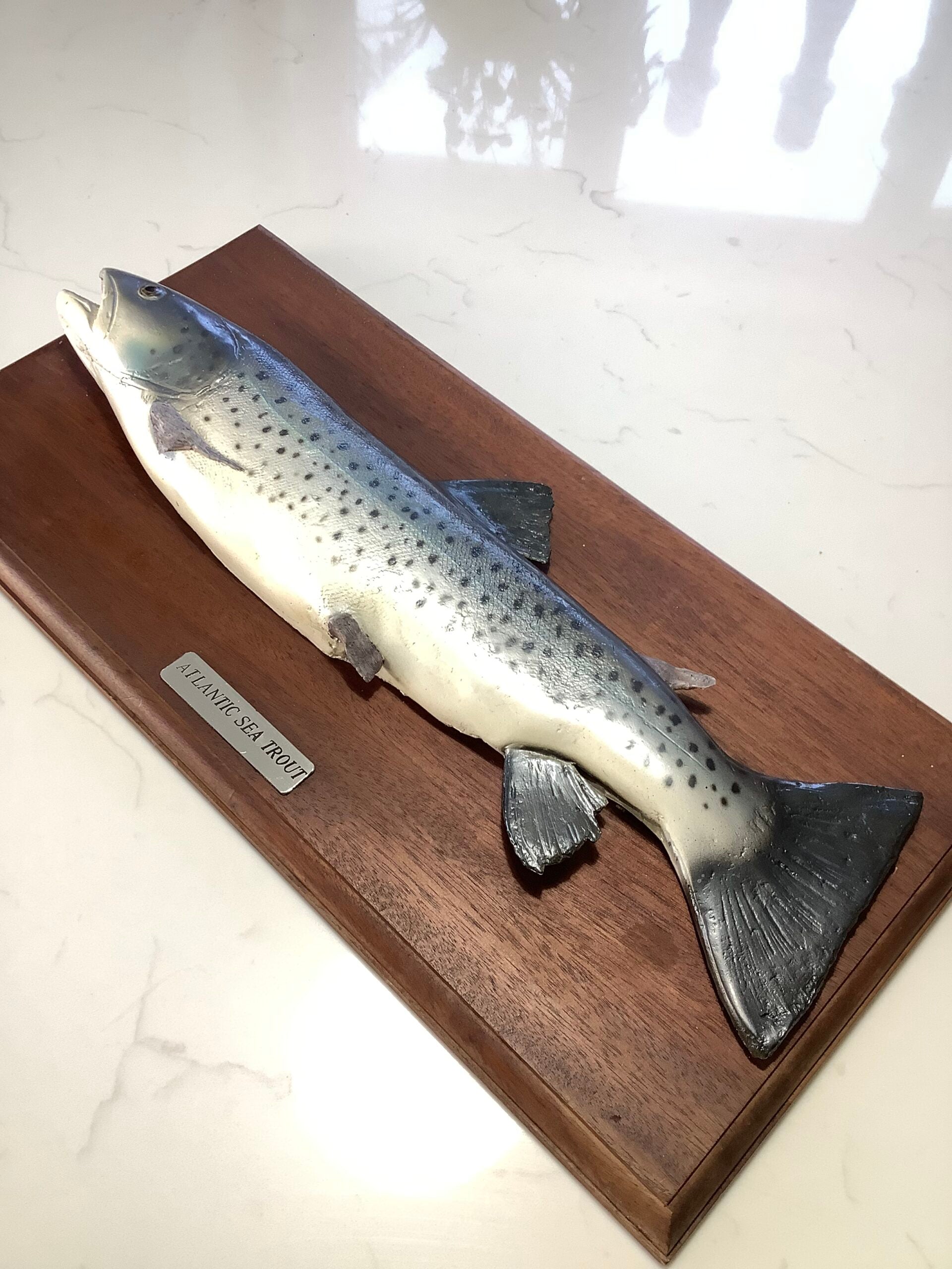 Atlantic Sea-Trout on Mahogany Board