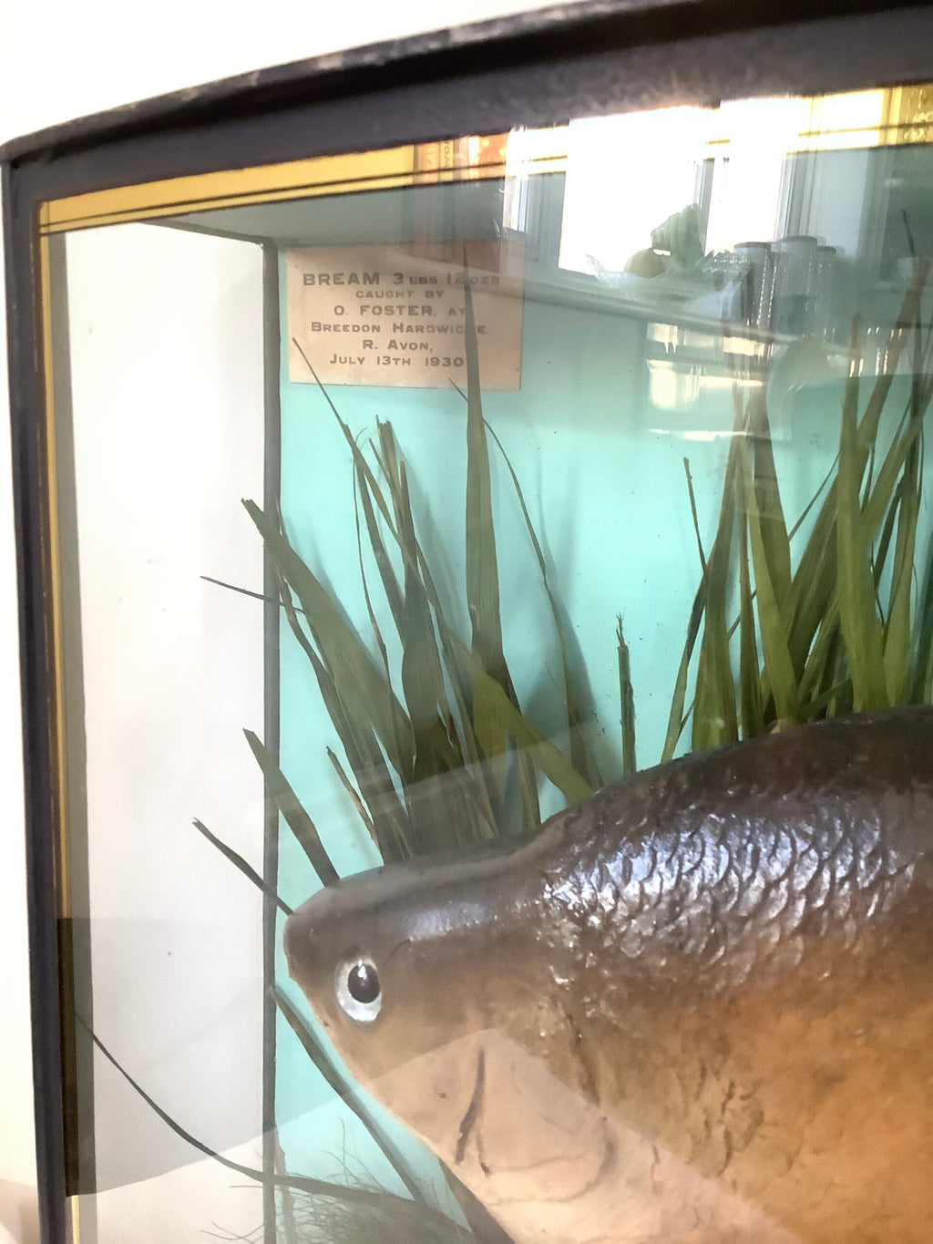 J. COOPER Sons Glass Cased “ BRONZE BREAM “ 1930