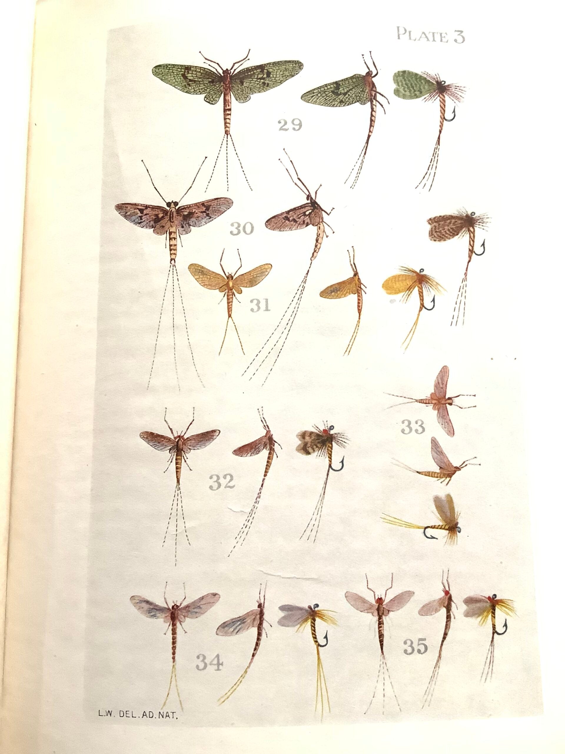 Rare The Natural Trout Fly and it’s Imitation by Leonard West
