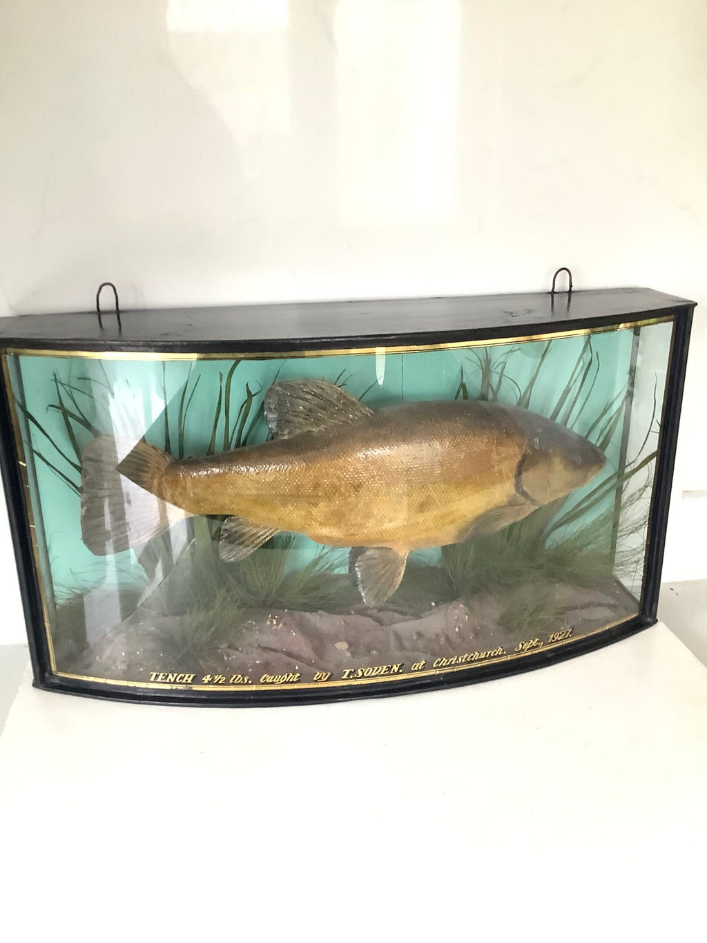 J.COOPER Cased TENCH 4 1/2lb from Christchurch 1927