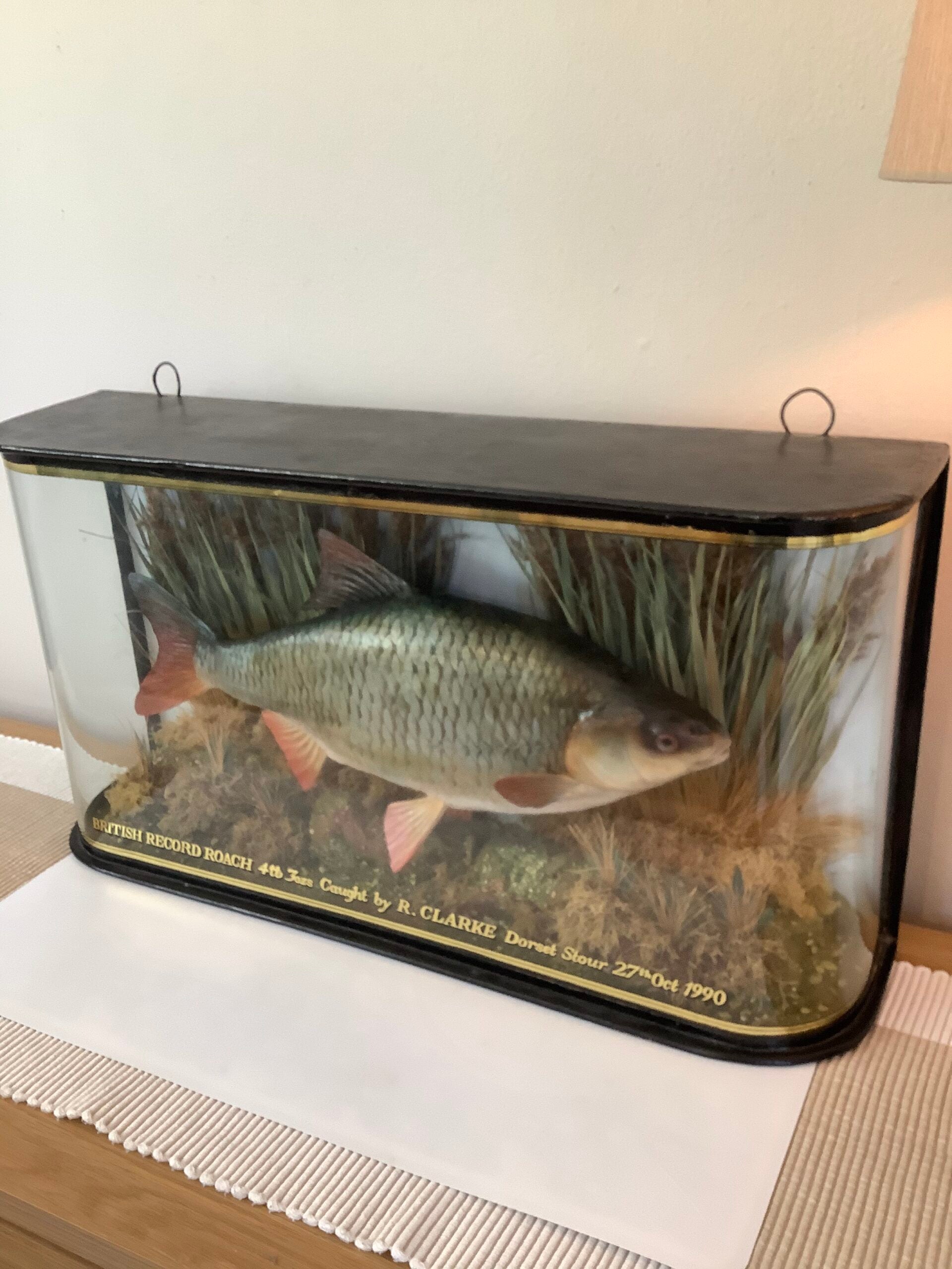 A stunning Glass Dombed Cased Hand painted cast of the “British record Roach 4lb 3ozs