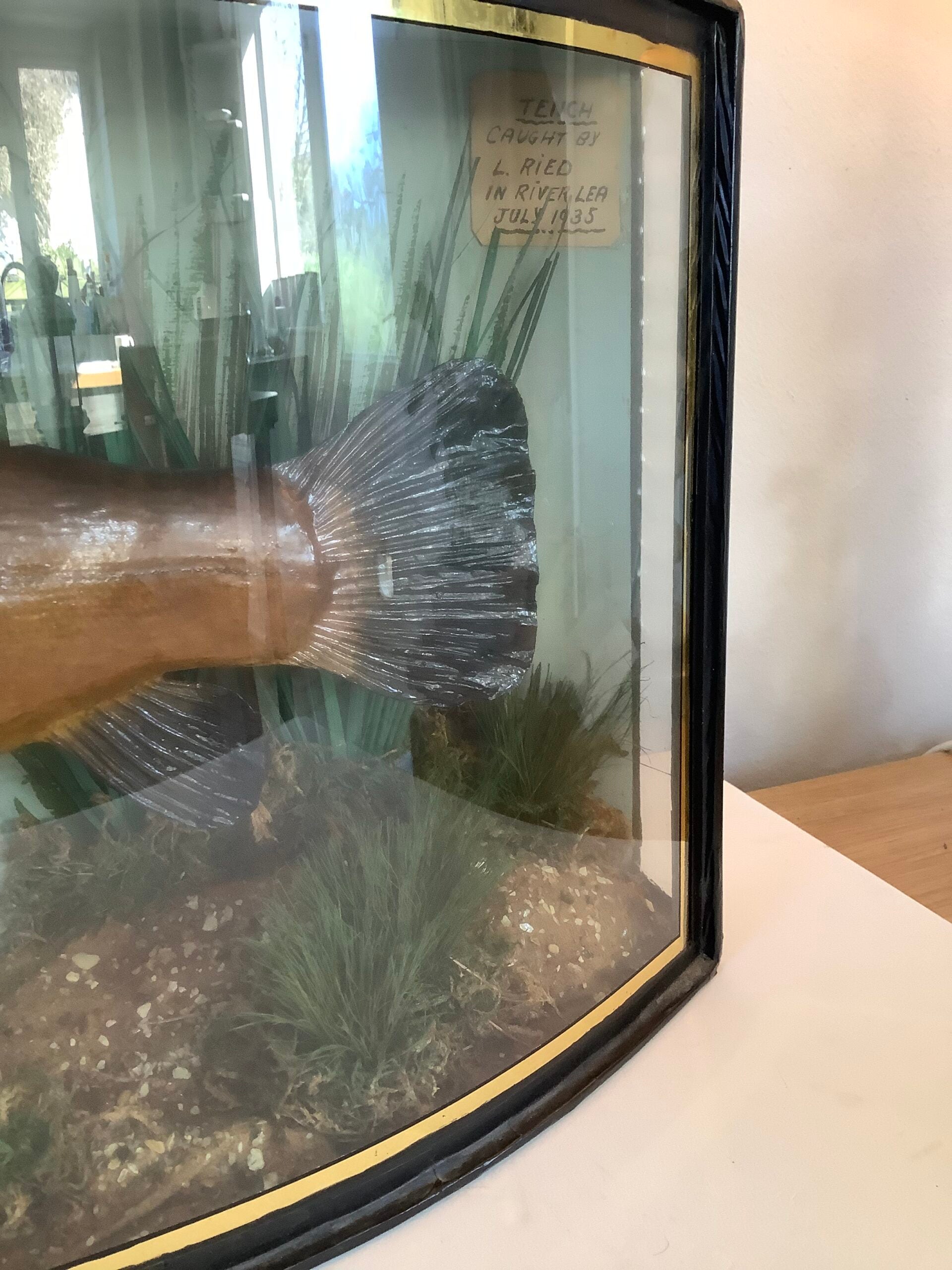 RARE Antique Taxidermy TENCH 1935 Caught from the River Lea