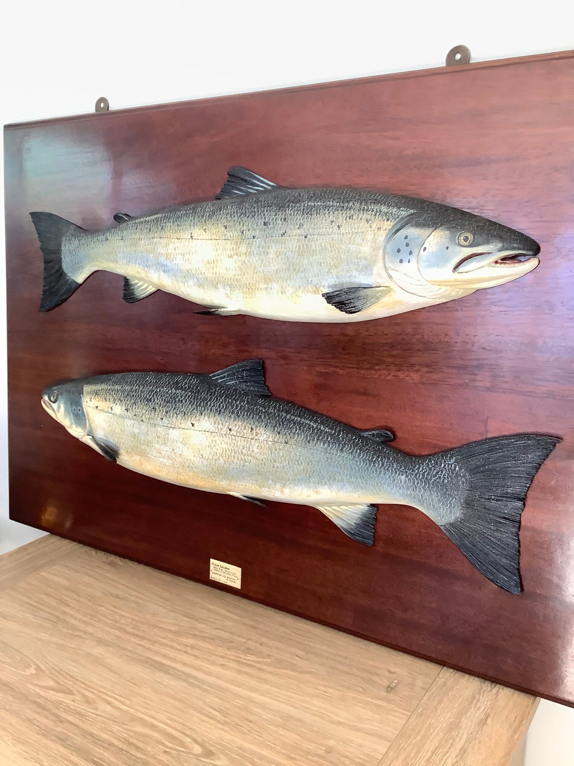 Antique Pair of Fochabers Atlantic Salmon a Hen Cock Fish set in Sinister Dexter positions 1906
