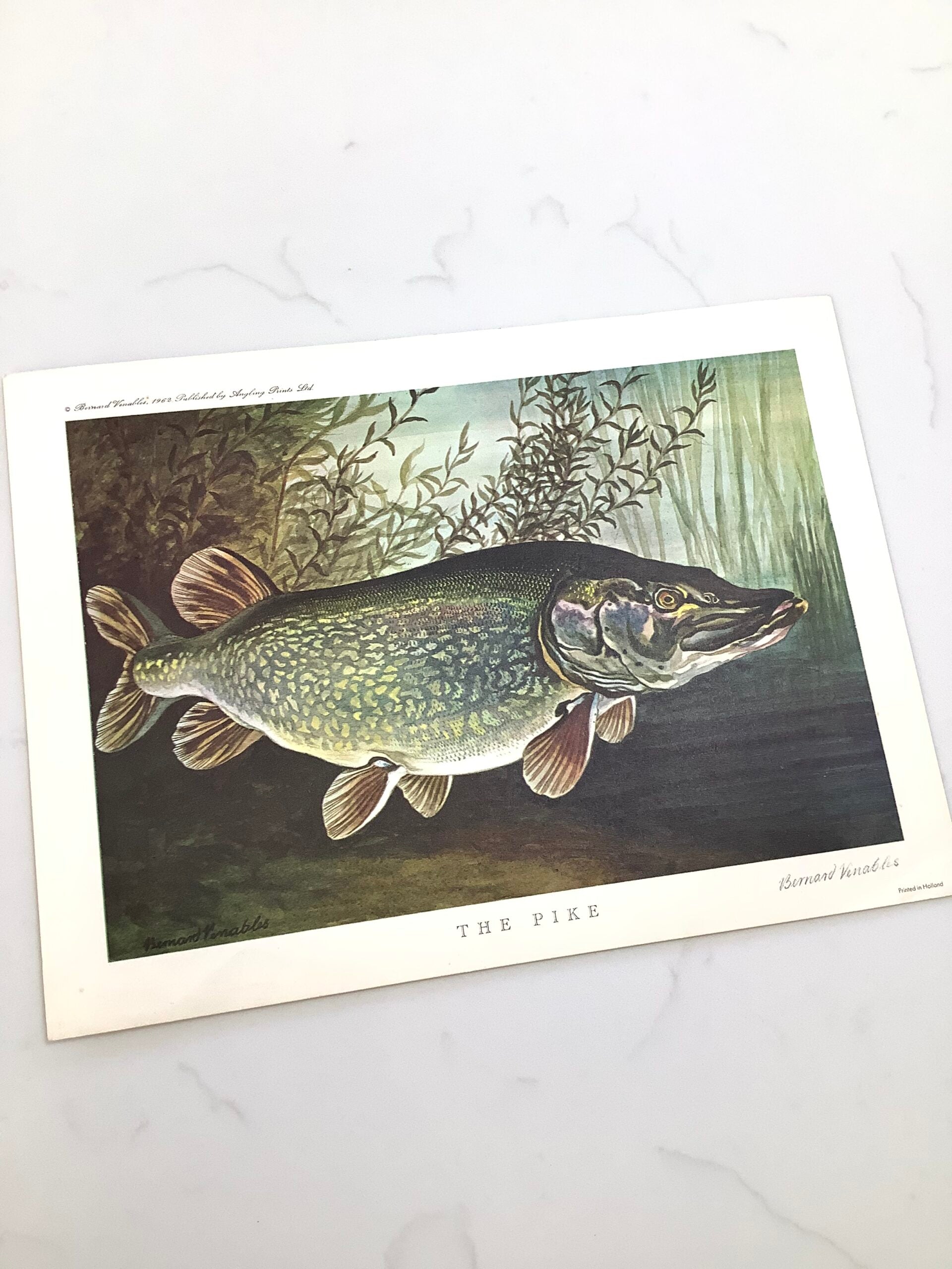 Bernard Venables 1962 Angling Picture Prints of The Carp Pike