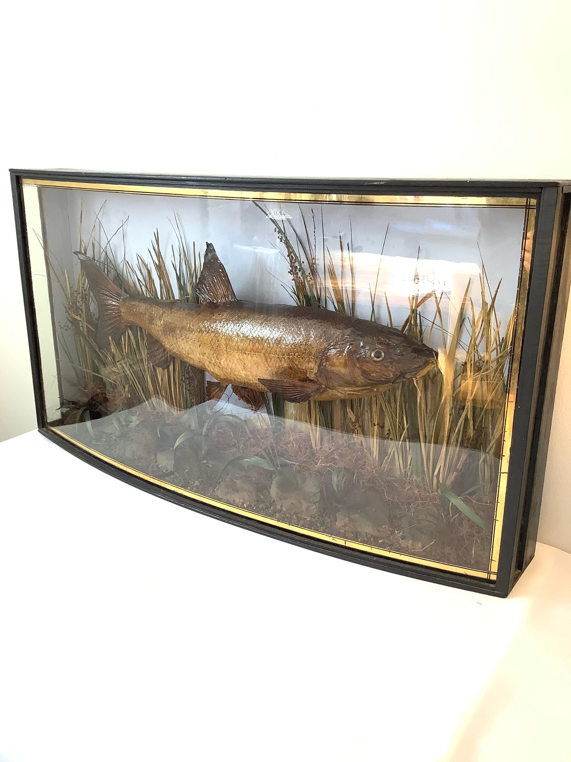 Antique GAMAGES OF LONDON Cased BARBEL