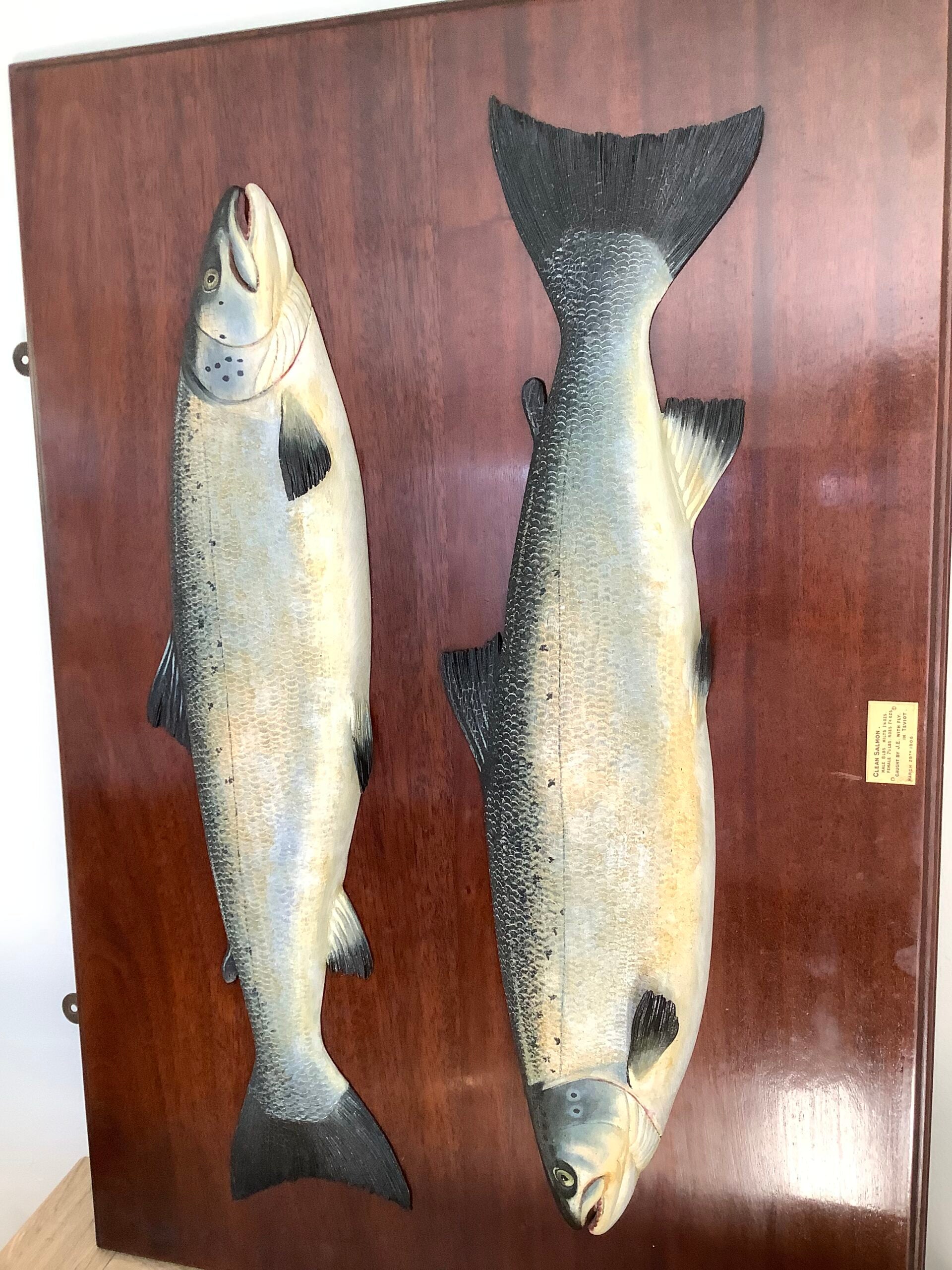 Antique Pair of Fochabers Atlantic Salmon a Hen Cock Fish set in Sinister Dexter positions 1906