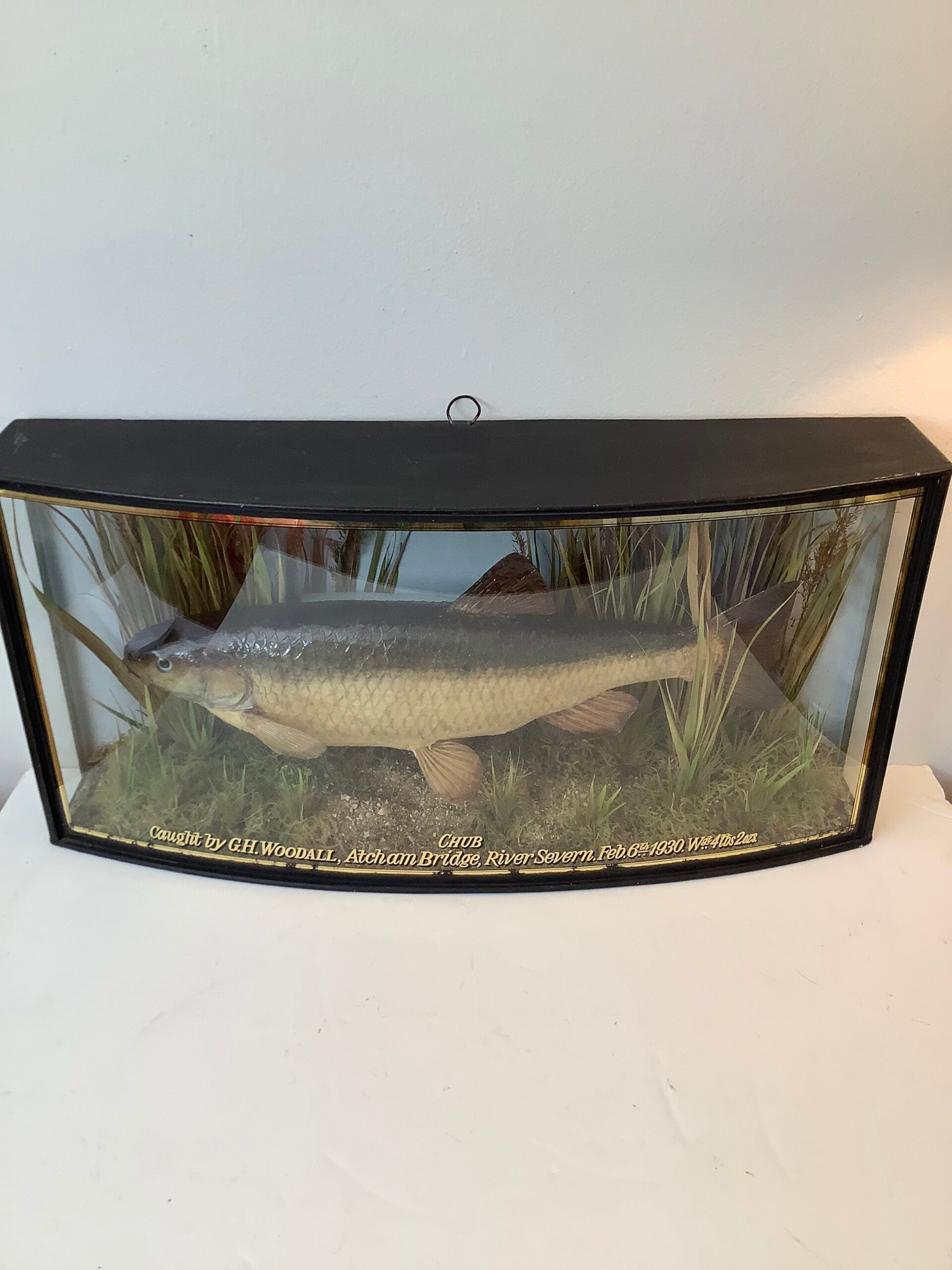 Antique COOPER Cased CHUB 1930 Wgt 4 lbs 2 ozs