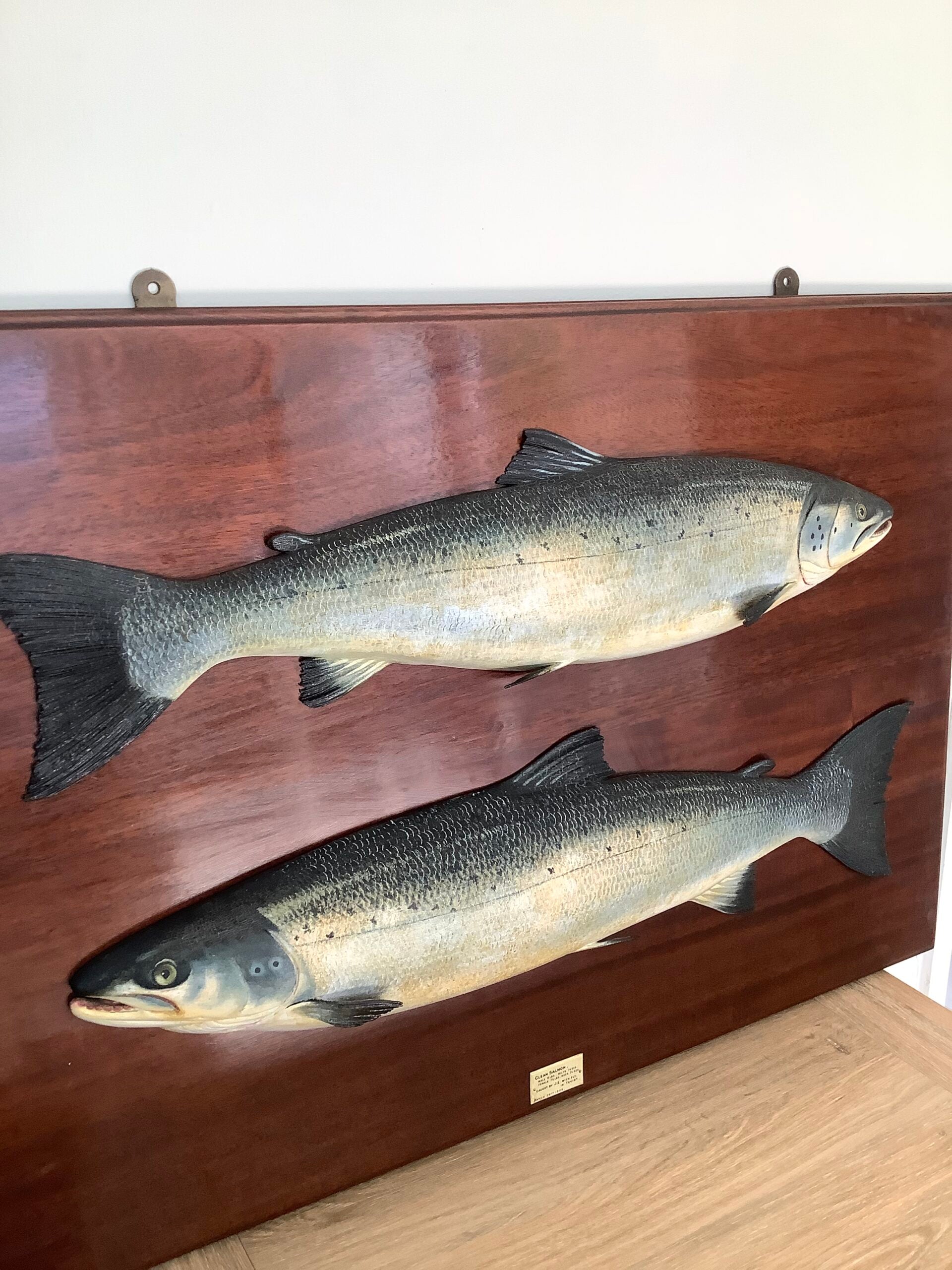 Antique Pair of Fochabers Atlantic Salmon a Hen Cock Fish set in Sinister Dexter positions 1906