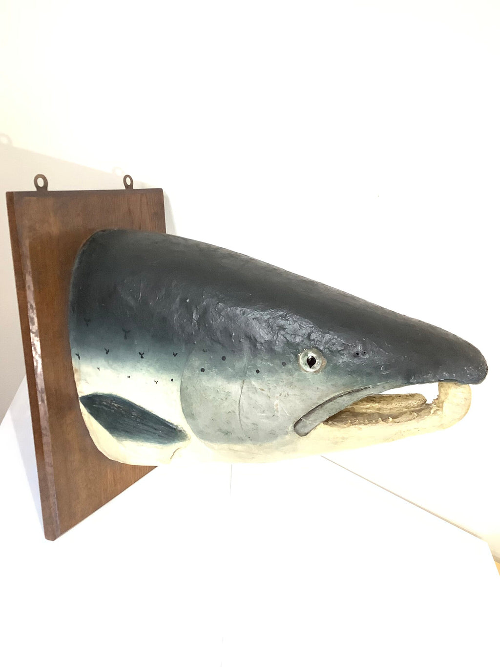 Antique Large Atlantic Salmon Head Wall Mount By A.J PONCHAUD TAXIDERMIST
