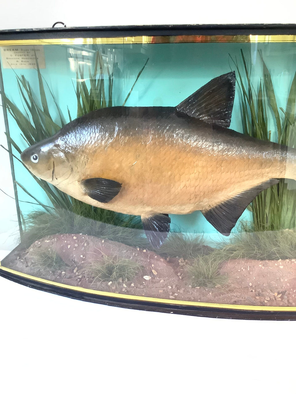 J. COOPER Sons Glass Cased “ BRONZE BREAM “ 1930