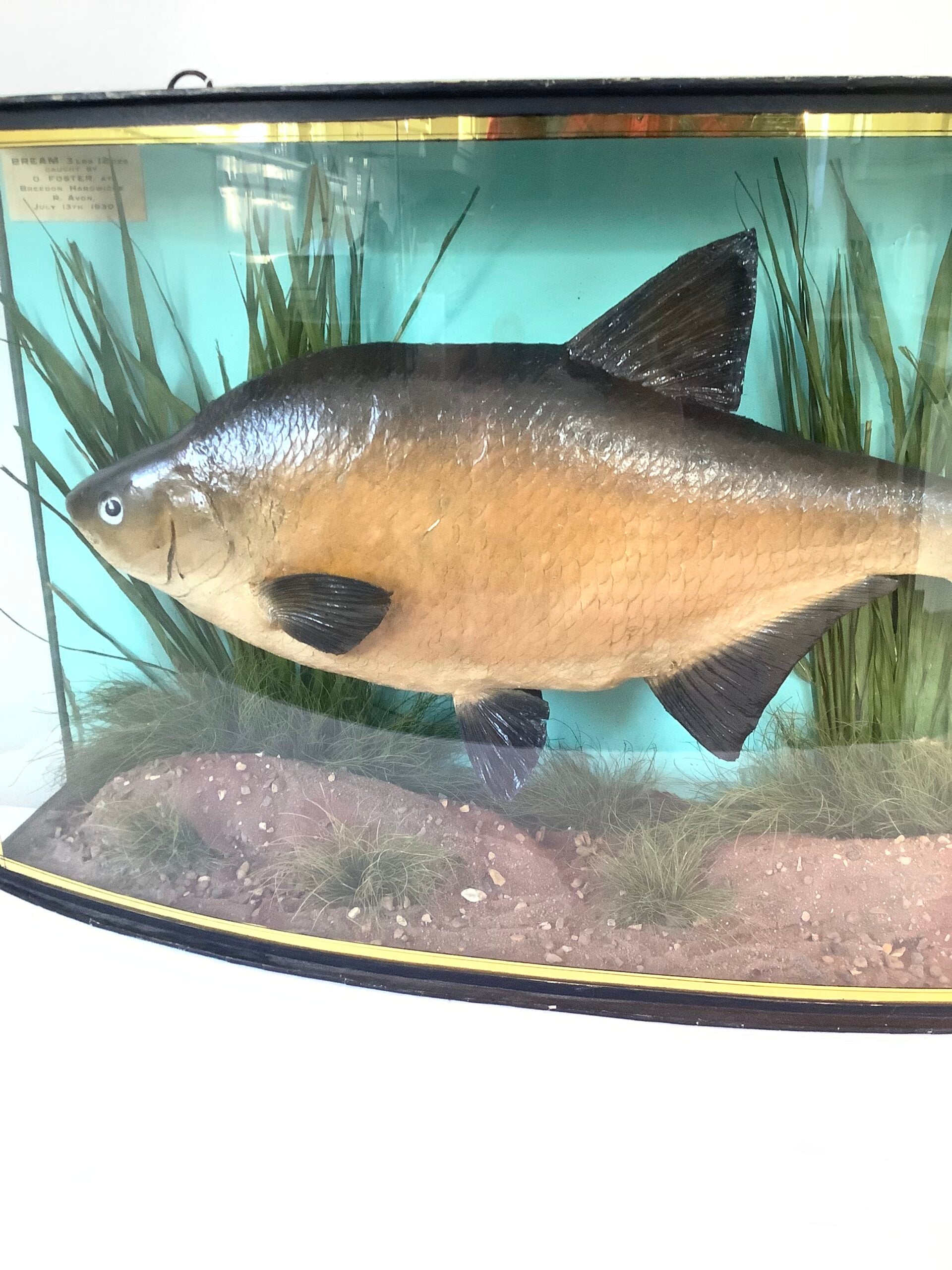 J. COOPER Sons Glass Cased “ BRONZE BREAM “ 1930