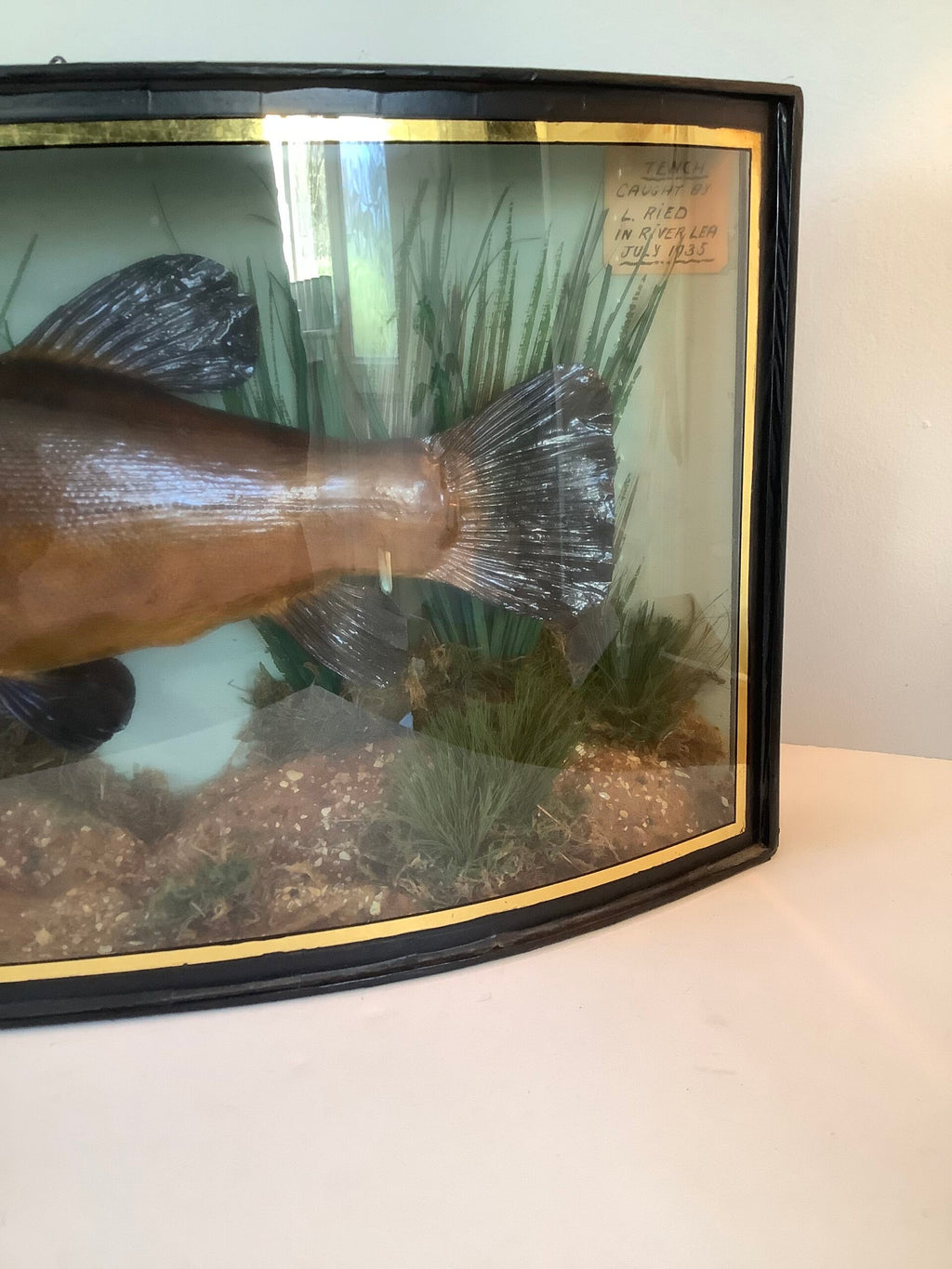 RARE Antique Taxidermy TENCH 1935 Caught from the River Lea