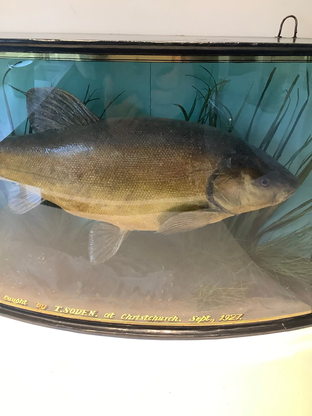 J.COOPER Cased TENCH 4 1/2lb from Christchurch 1927