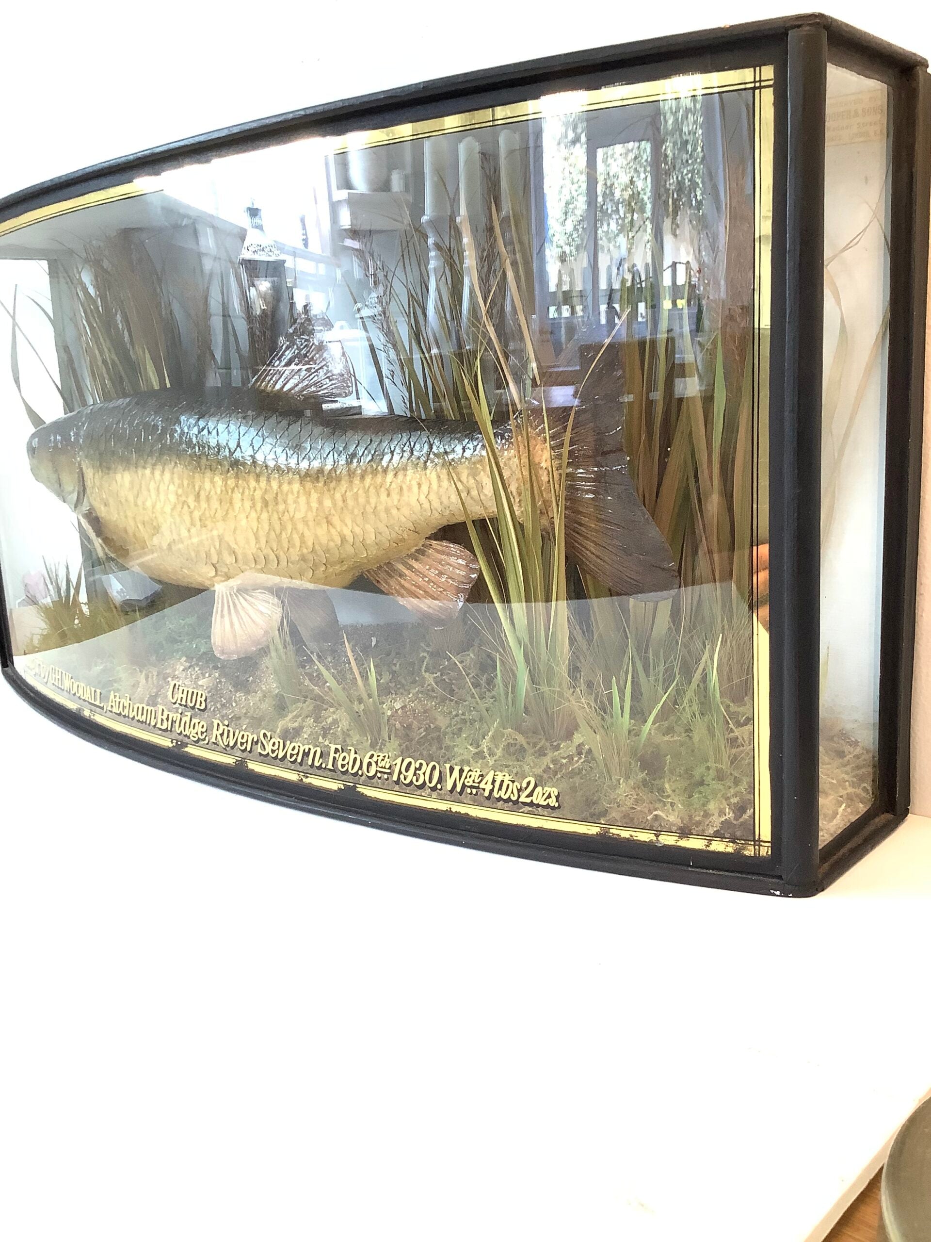 Antique COOPER Cased CHUB 1930 Wgt 4 lbs 2 ozs
