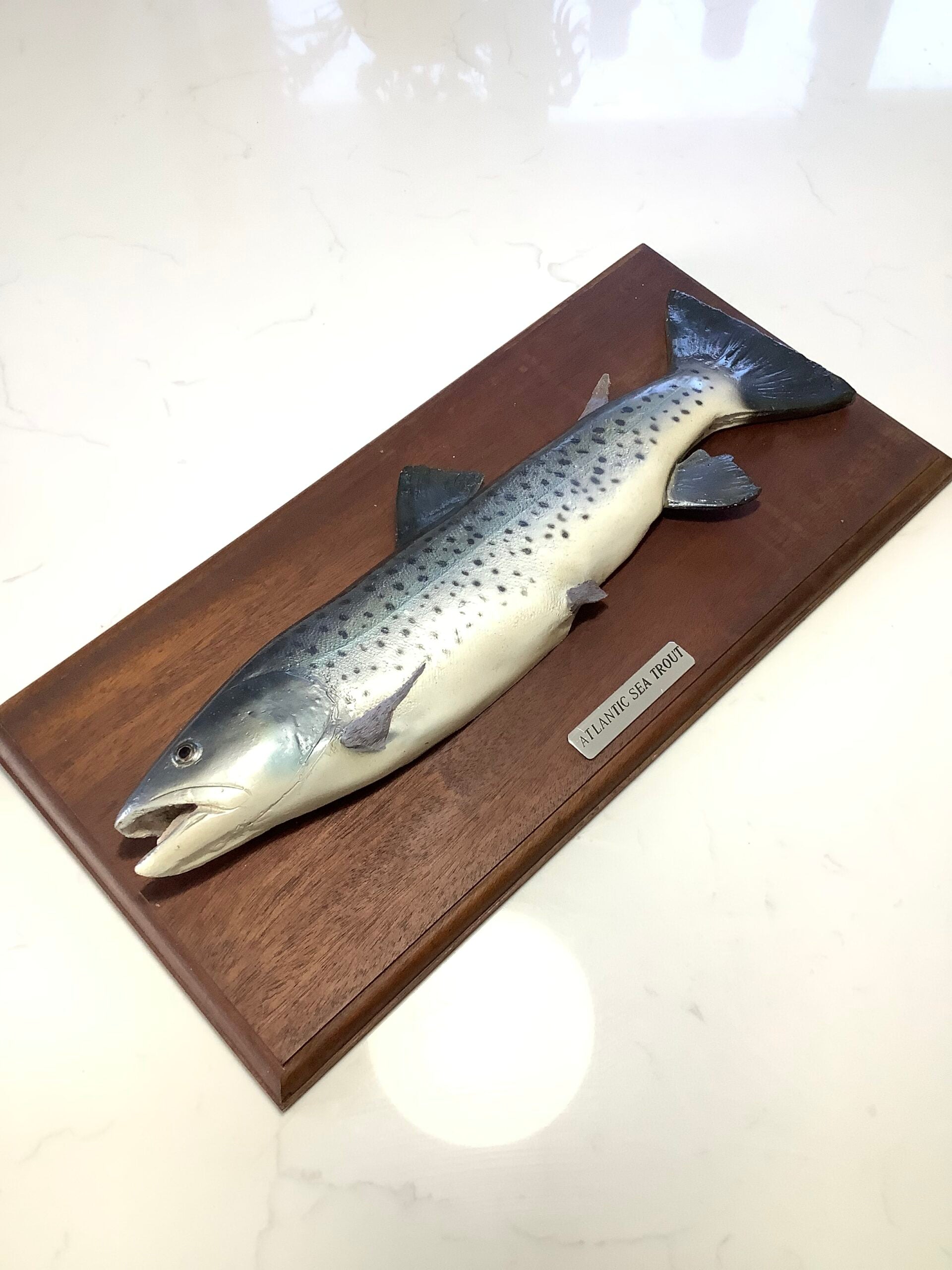 Atlantic Sea-Trout on Mahogany Board