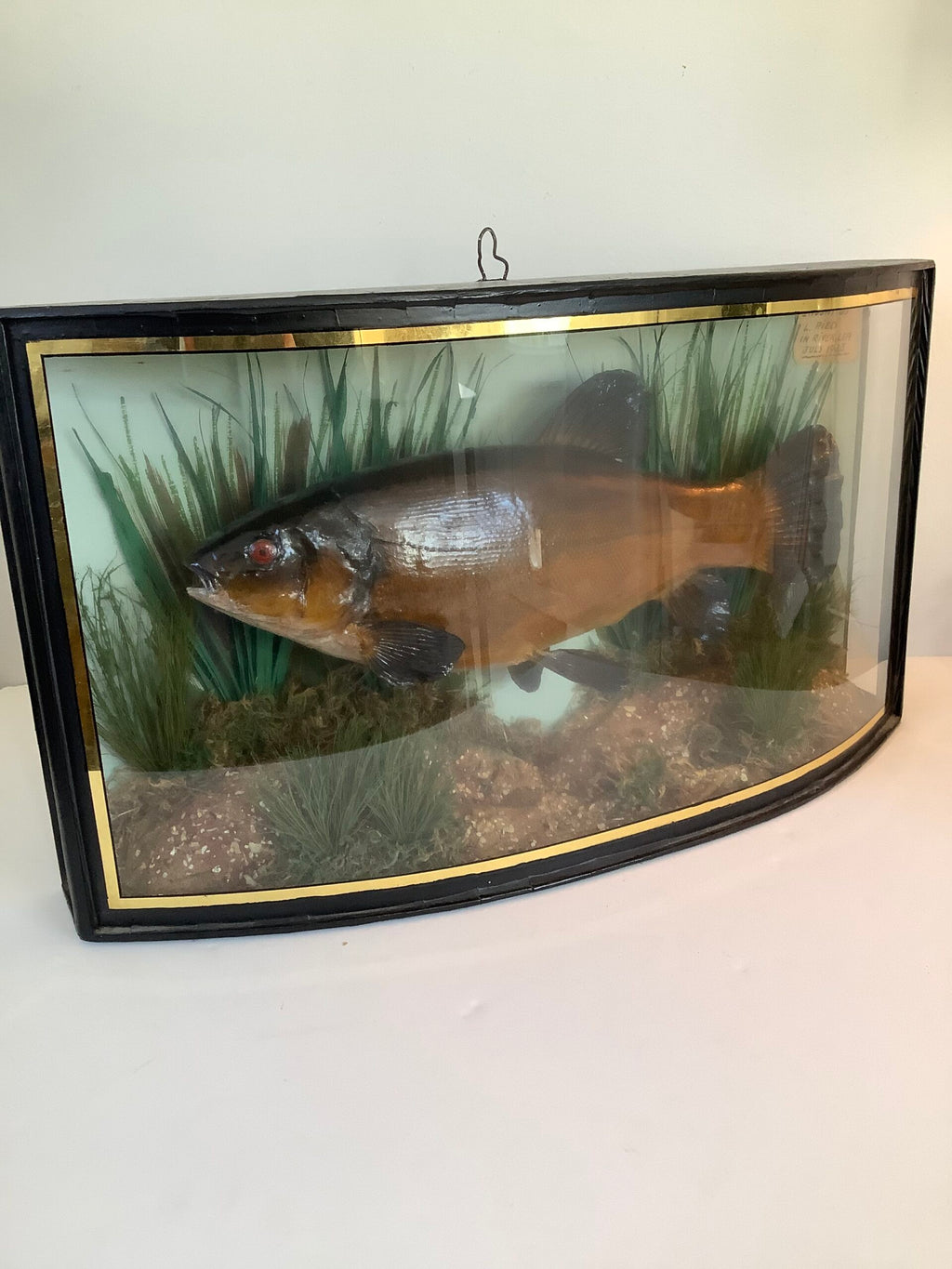 RARE Antique Taxidermy TENCH 1935 Caught from the River Lea