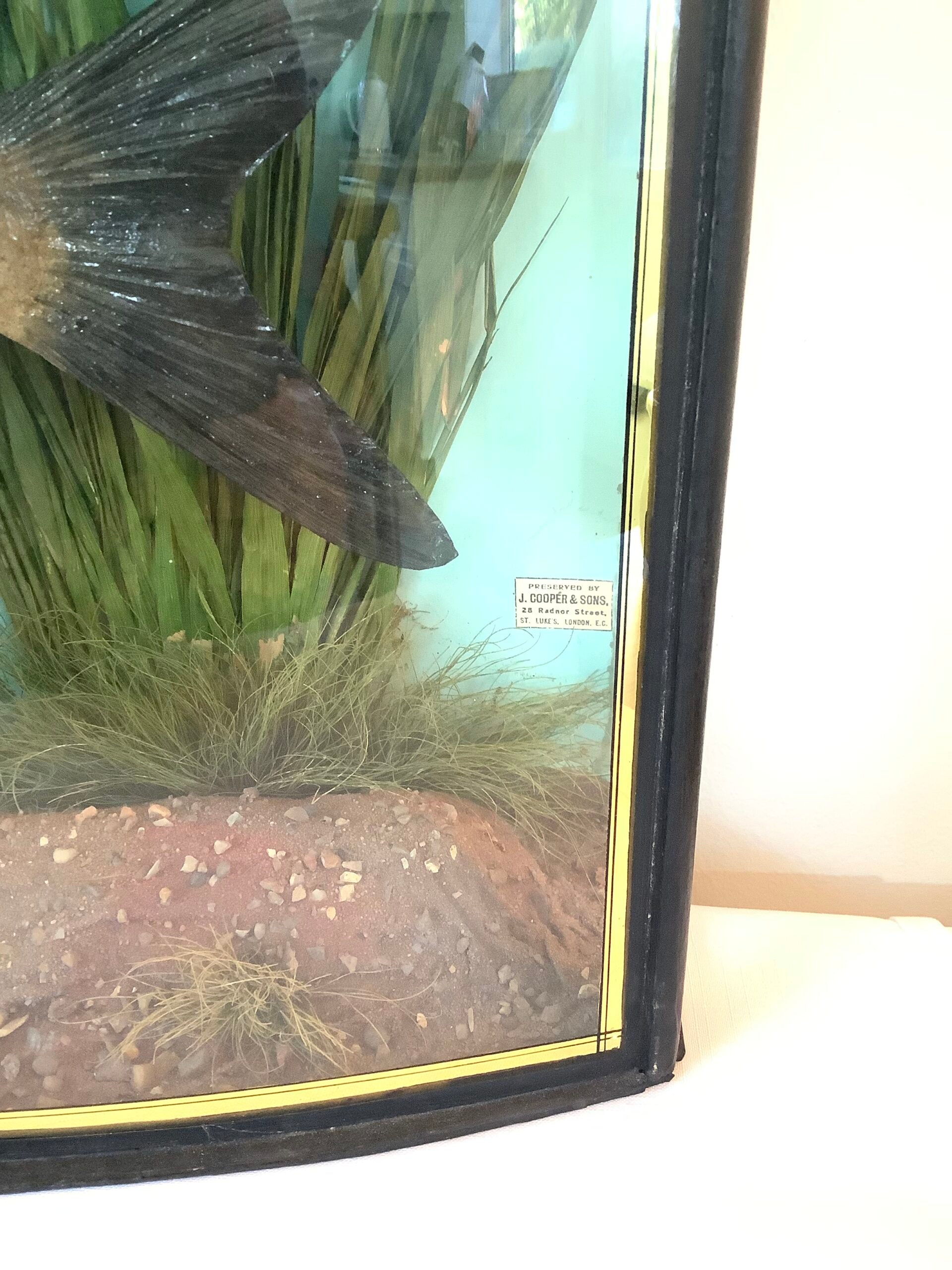 J. COOPER Sons Glass Cased “ BRONZE BREAM “ 1930