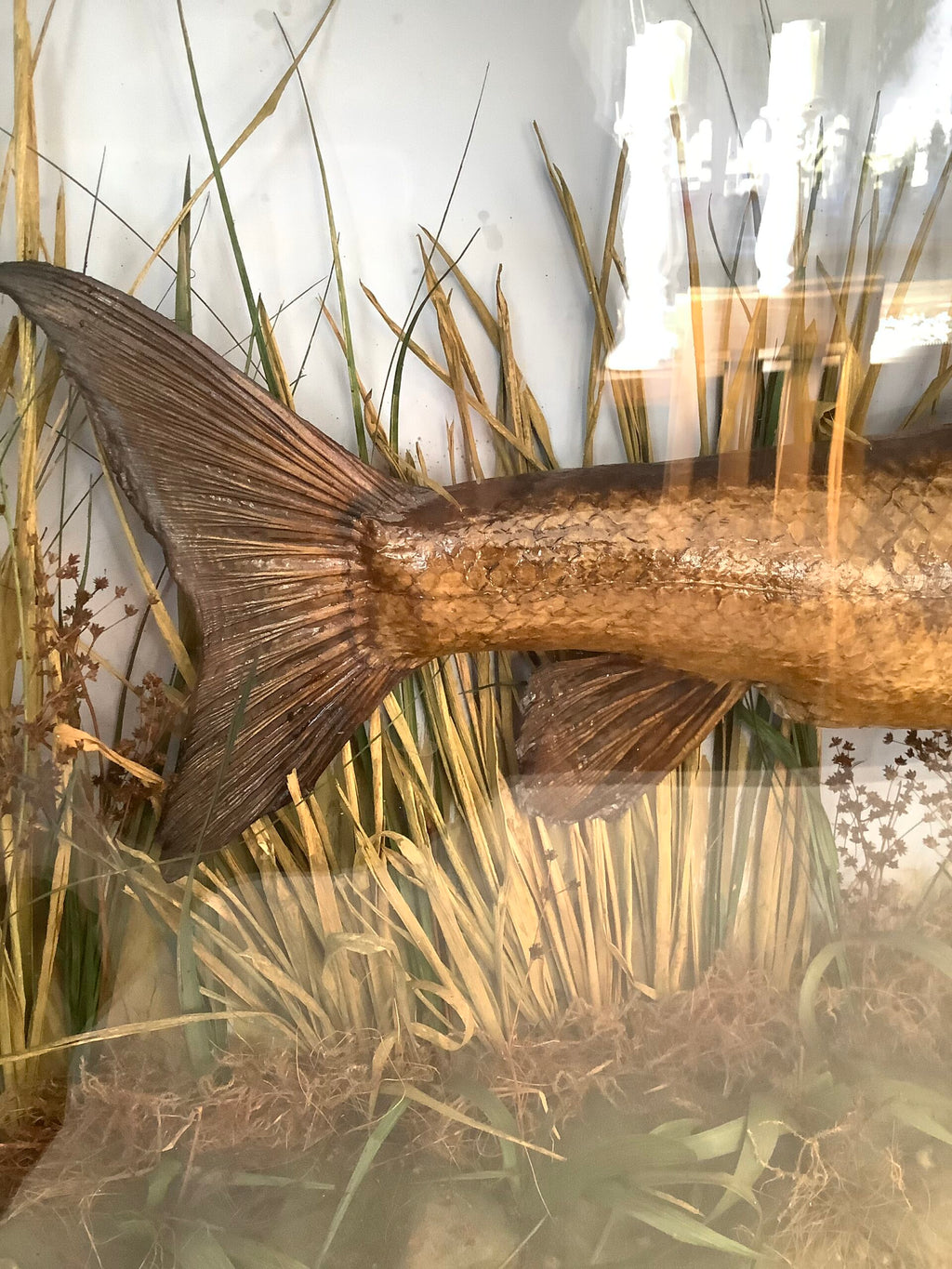 Antique GAMAGES OF LONDON Cased BARBEL