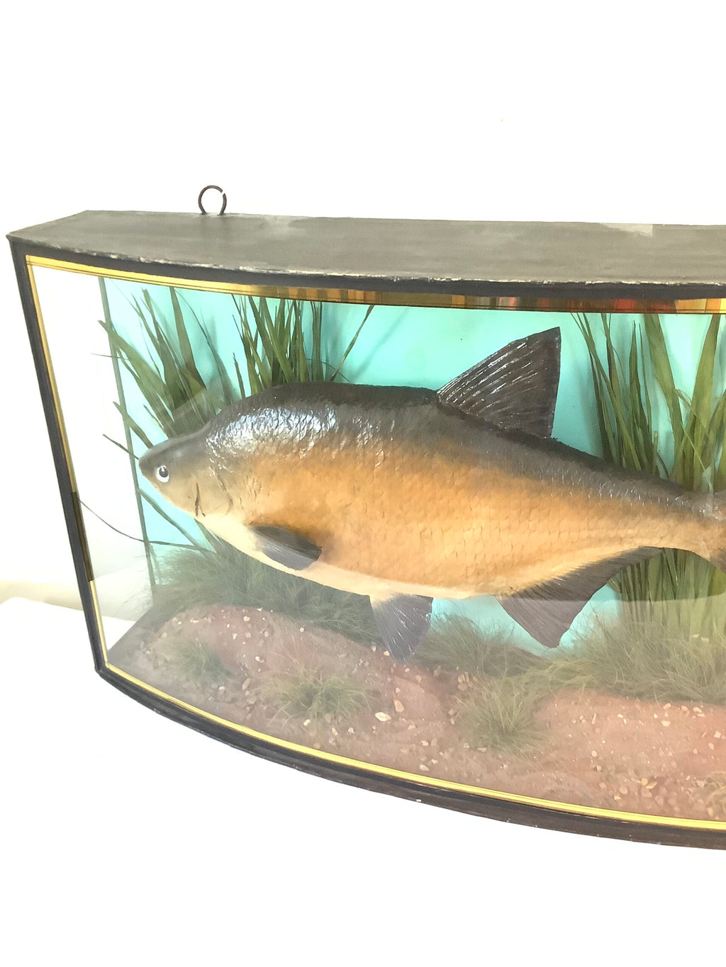 J. COOPER Sons Glass Cased “ BRONZE BREAM “ 1930