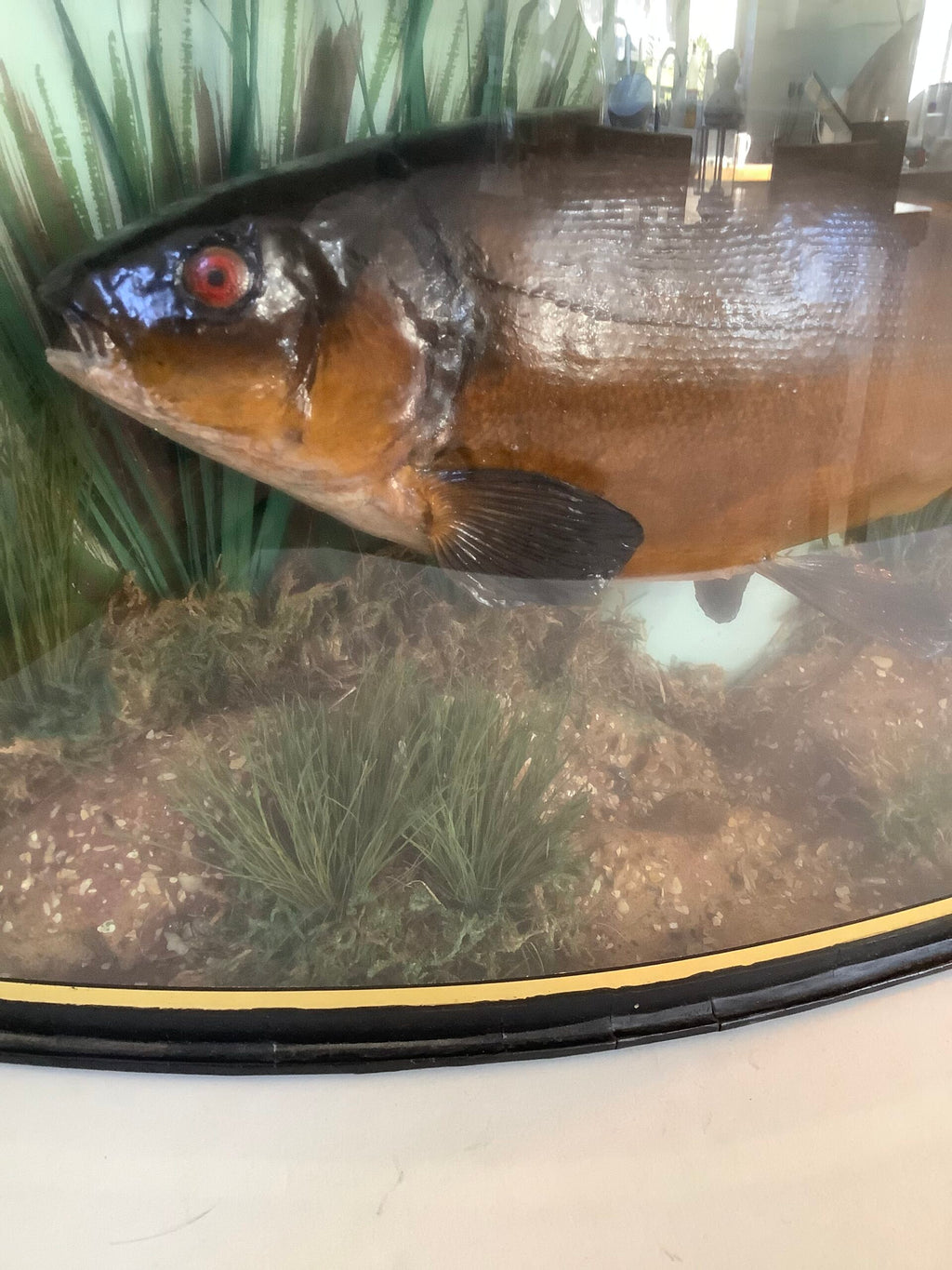 RARE Antique Taxidermy TENCH 1935 Caught from the River Lea