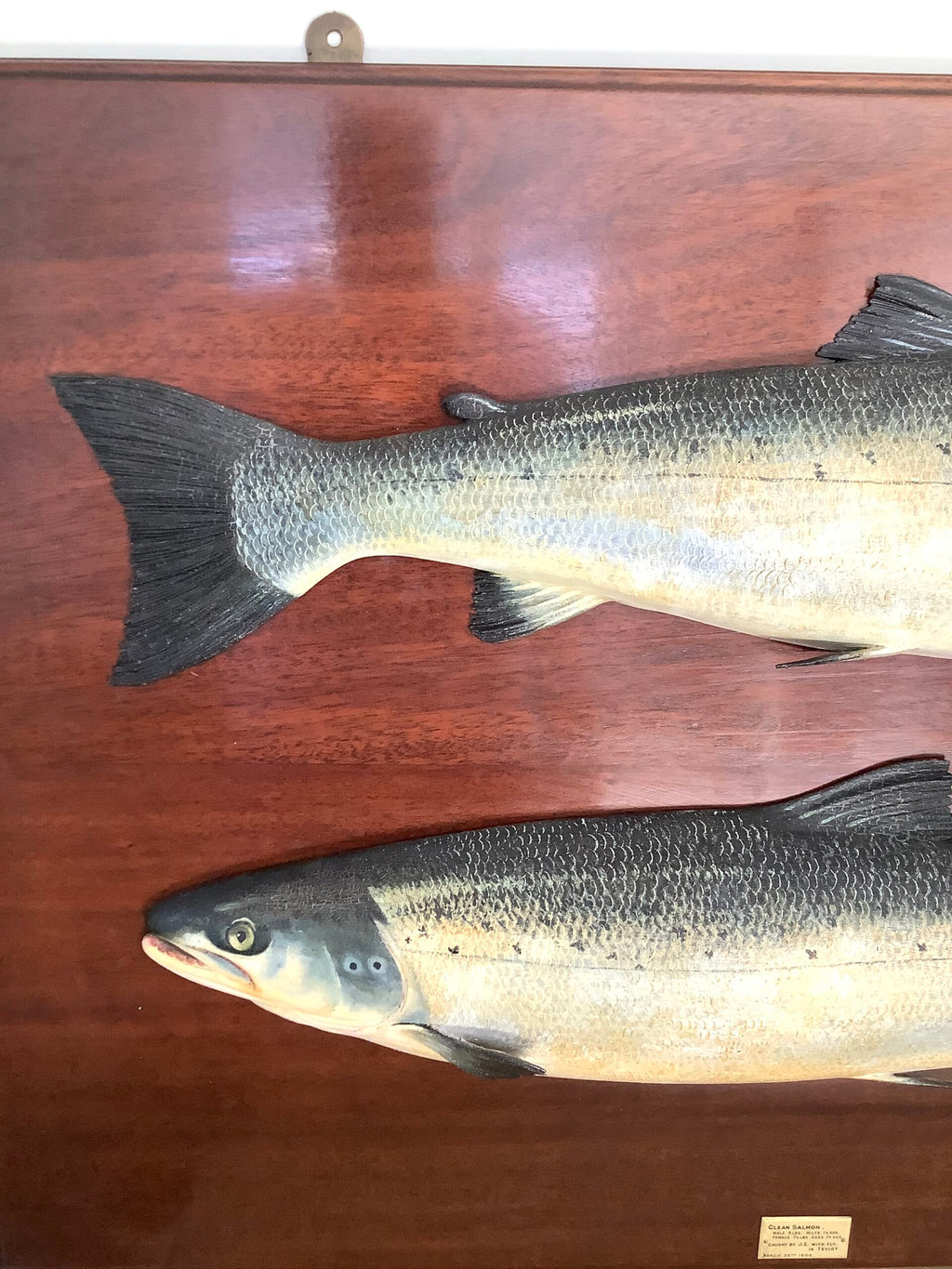 Antique Pair of Fochabers Atlantic Salmon a Hen Cock Fish set in Sinister Dexter positions 1906