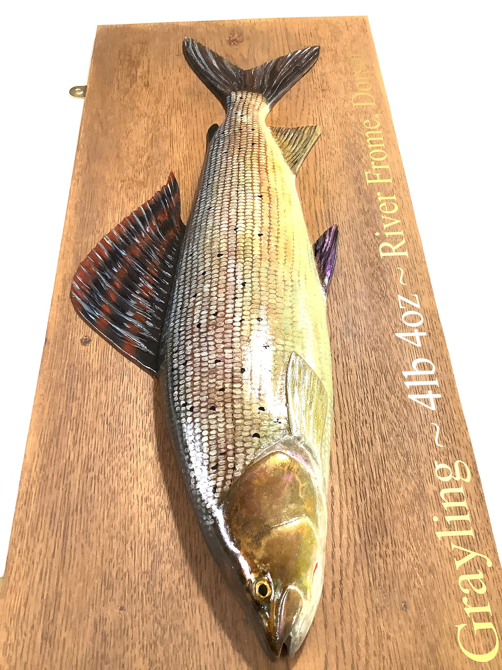 A Hand Carved & Painted RIVER FROME 4lb 4oz GRAYLING By Master Wood Carver/Artist MARC WILLIAMS