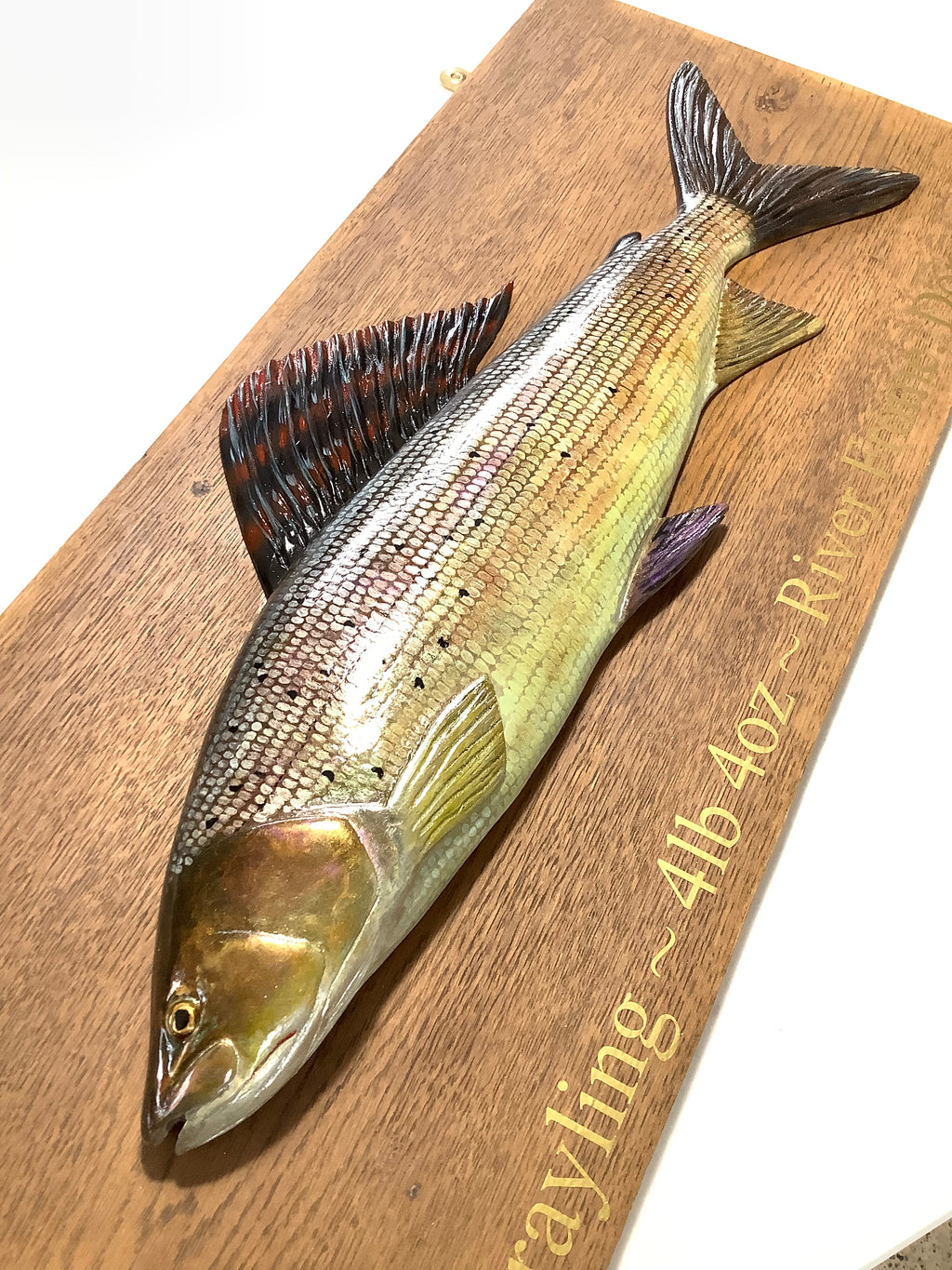 A Hand Carved & Painted RIVER FROME 4lb 4oz GRAYLING By Master Wood Carver/Artist MARC WILLIAMS