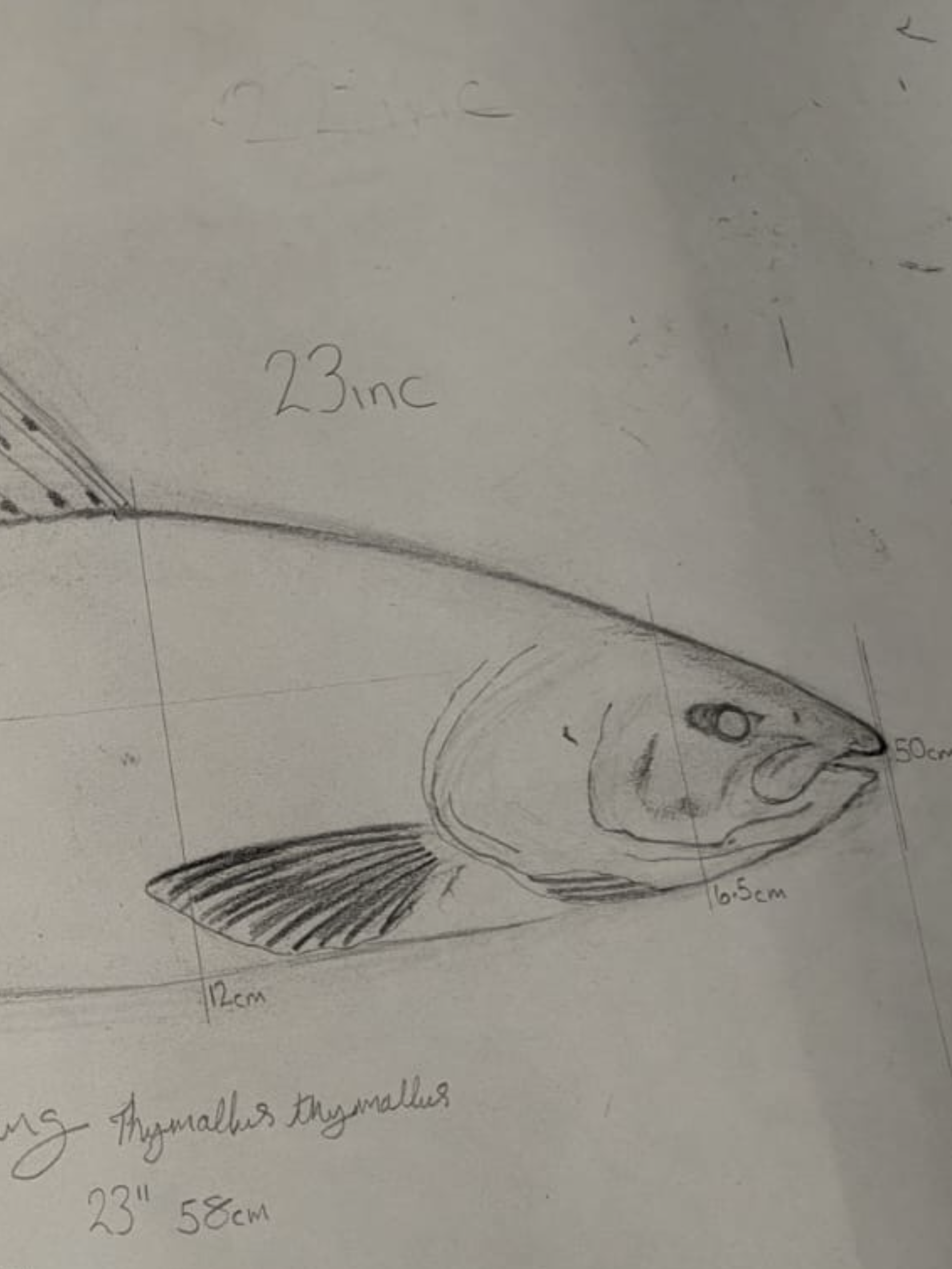 A Hand Carved & Painted RIVER FROME 4lb 4oz GRAYLING By Master Wood Carver/Artist MARC WILLIAMS