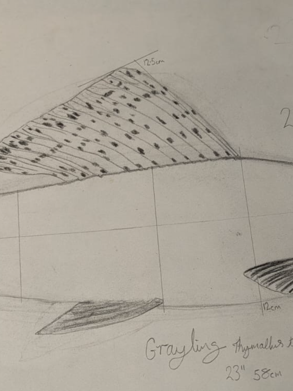 A Hand Carved & Painted RIVER FROME 4lb 4oz GRAYLING By Master Wood Carver/Artist MARC WILLIAMS