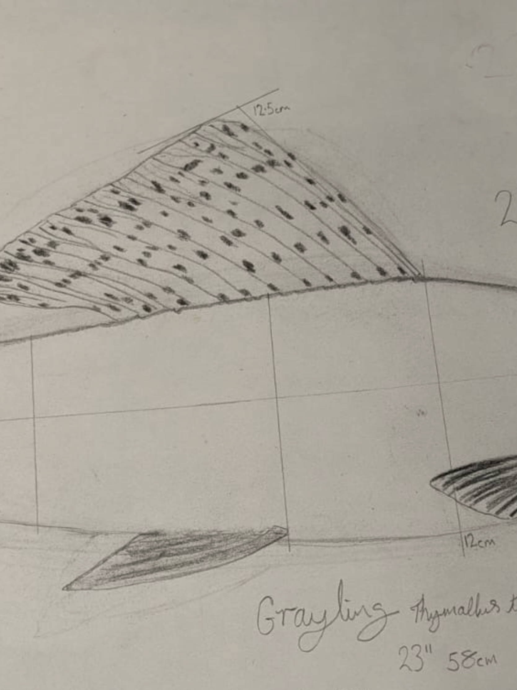 A Hand Carved & Painted RIVER FROME 4lb 4oz GRAYLING By Master Wood Carver/Artist MARC WILLIAMS