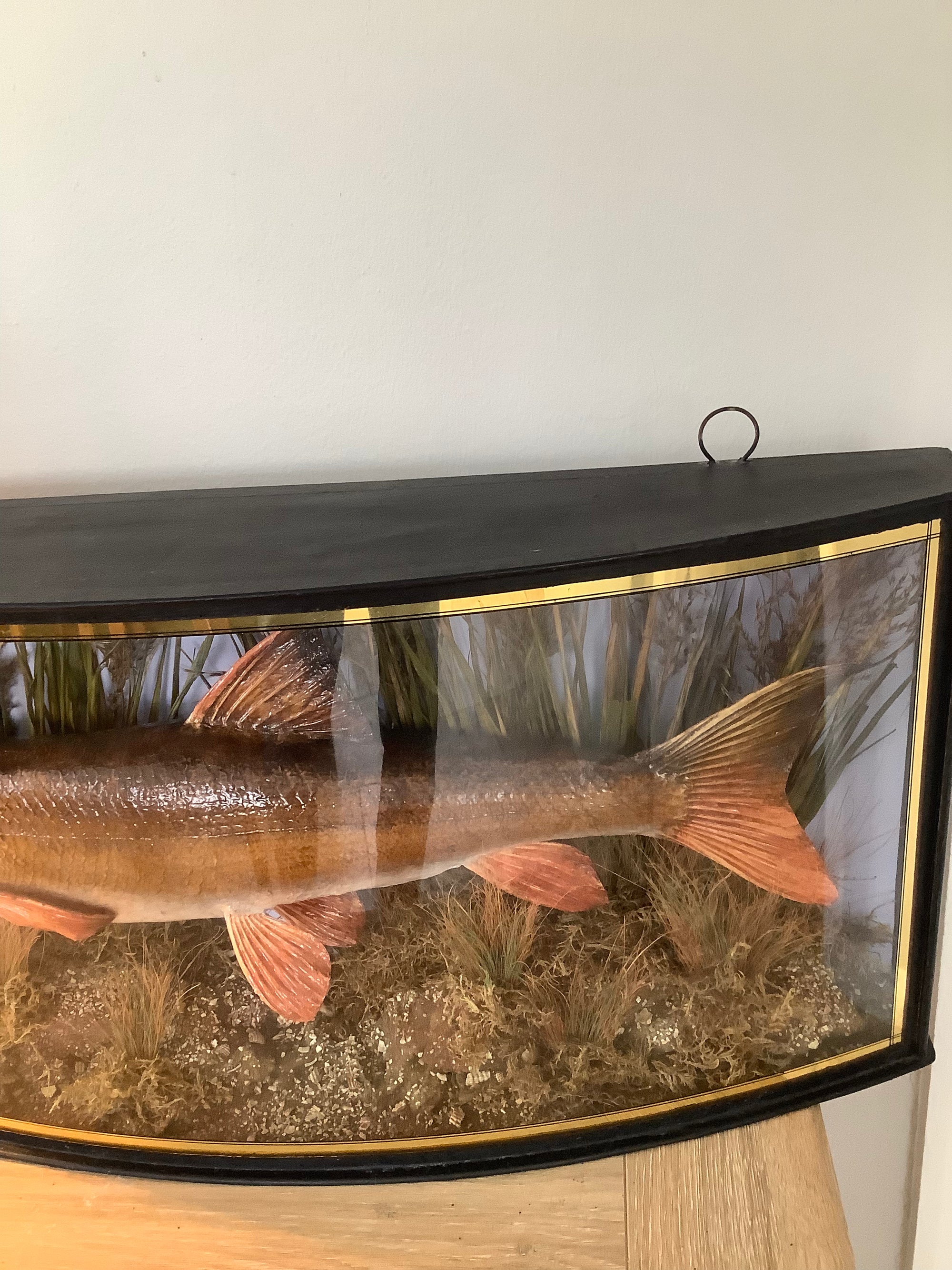 Antique 1909 Cased River Kennet Barbel
