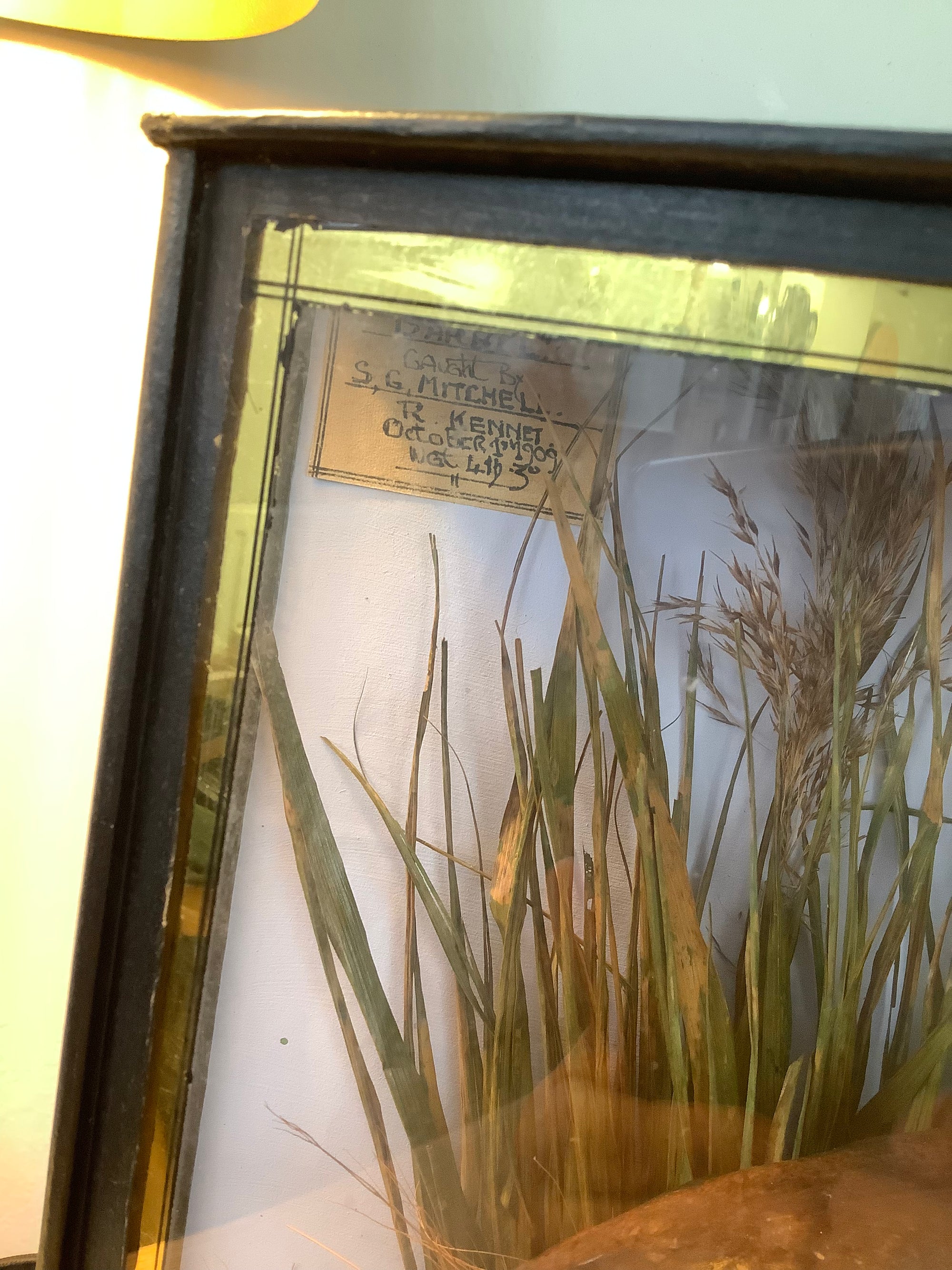 Antique 1909 Cased River Kennet Barbel