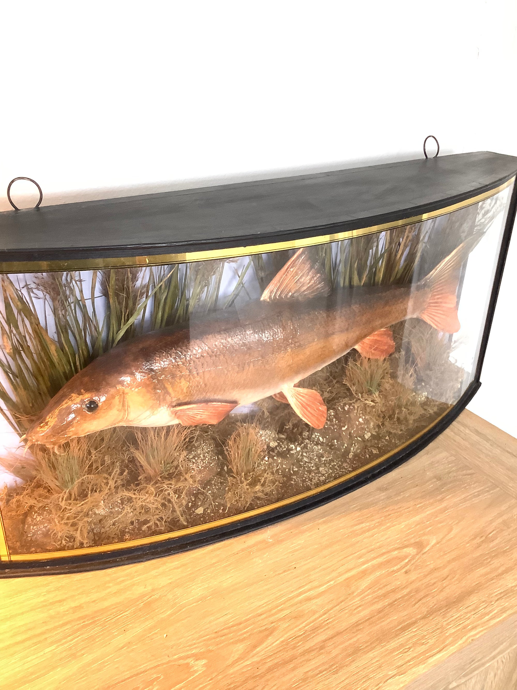 Antique 1909 Cased River Kennet Barbel