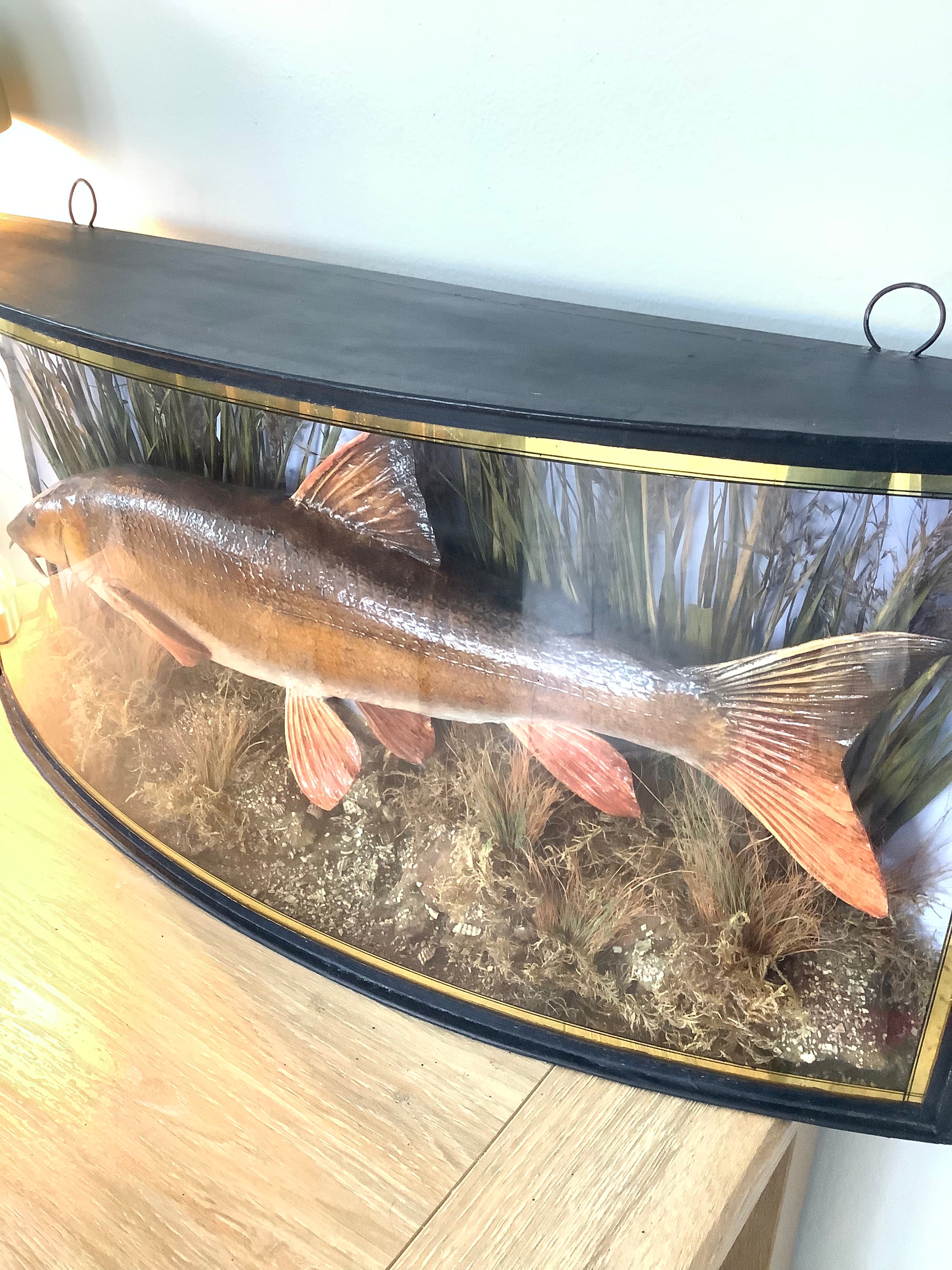 Antique 1909 Cased River Kennet Barbel