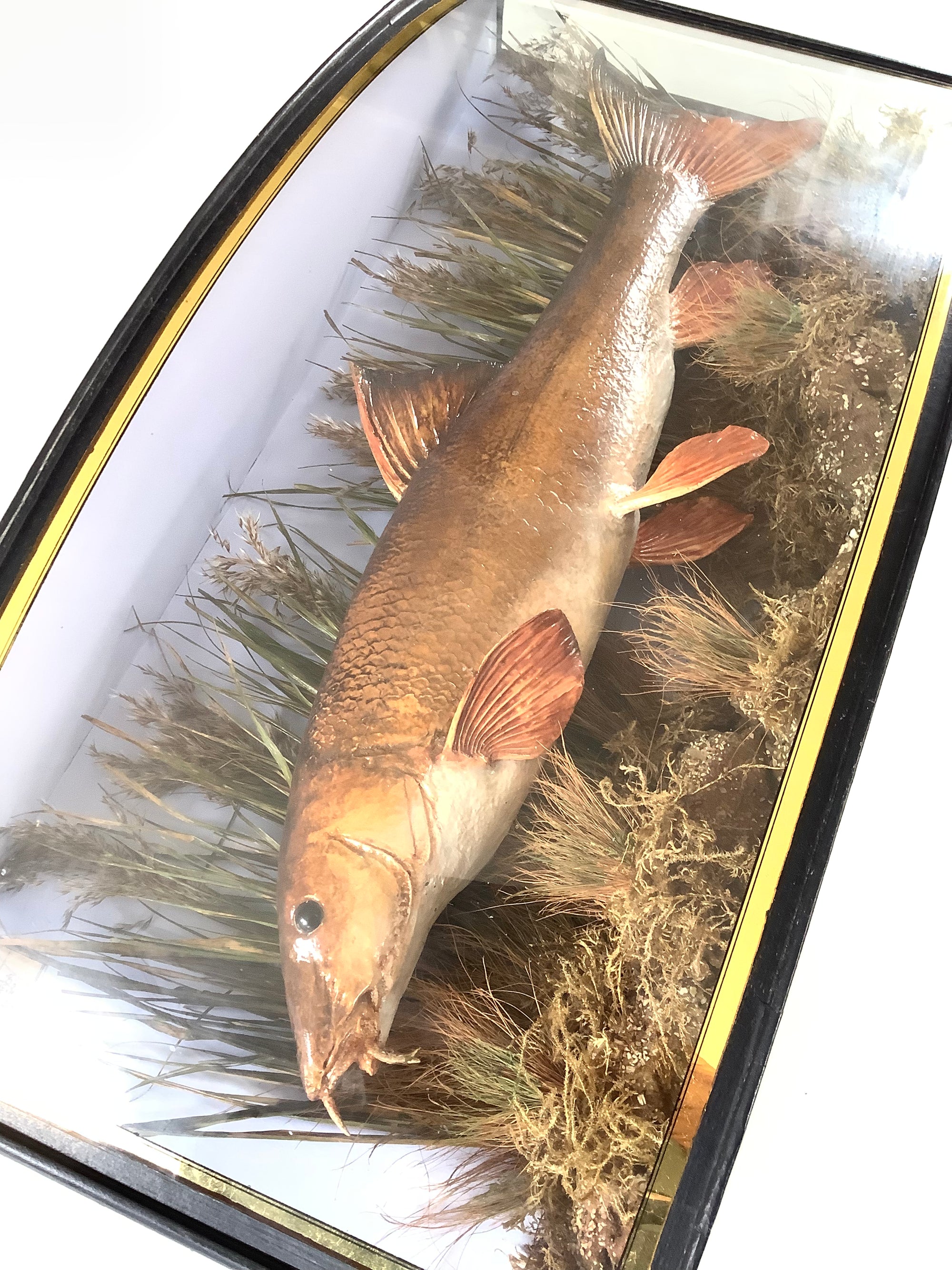 Antique 1909 Cased River Kennet Barbel