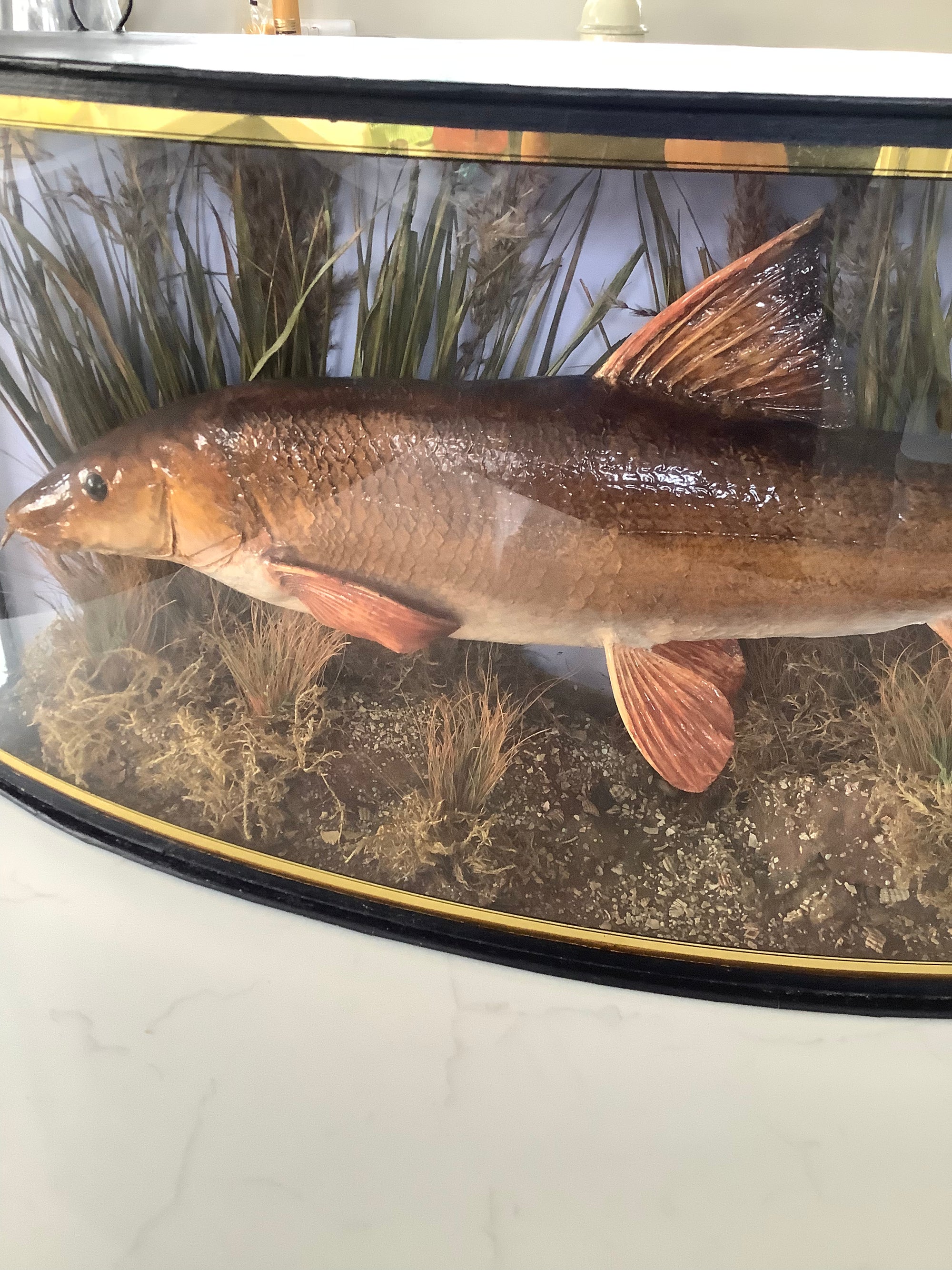 Antique 1909 Cased River Kennet Barbel