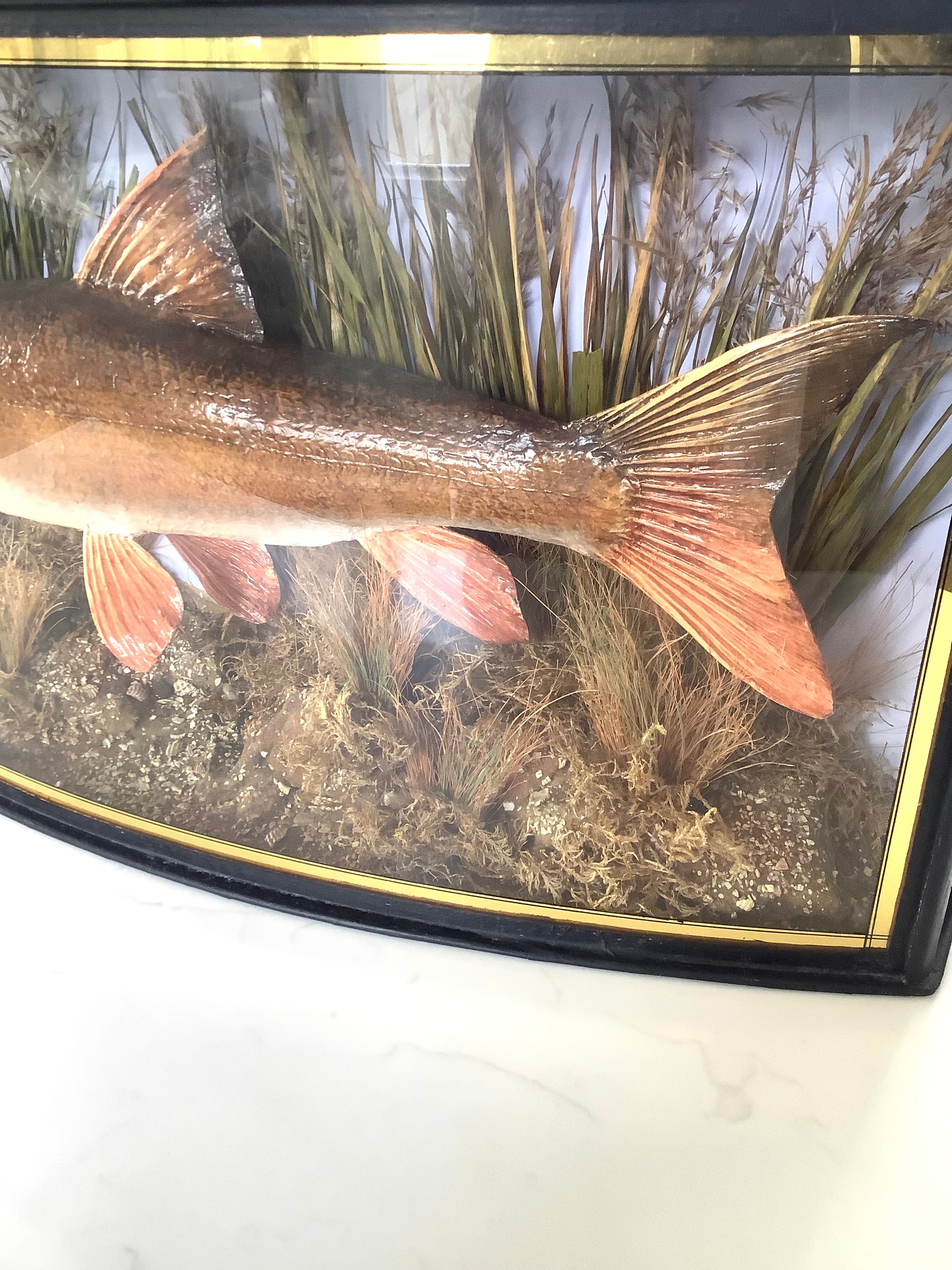 Antique 1909 Cased River Kennet Barbel