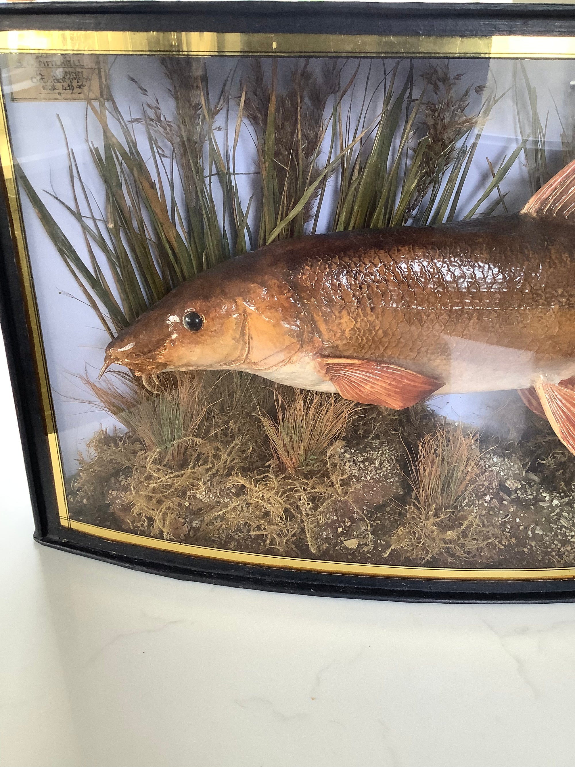 Antique 1909 Cased River Kennet Barbel