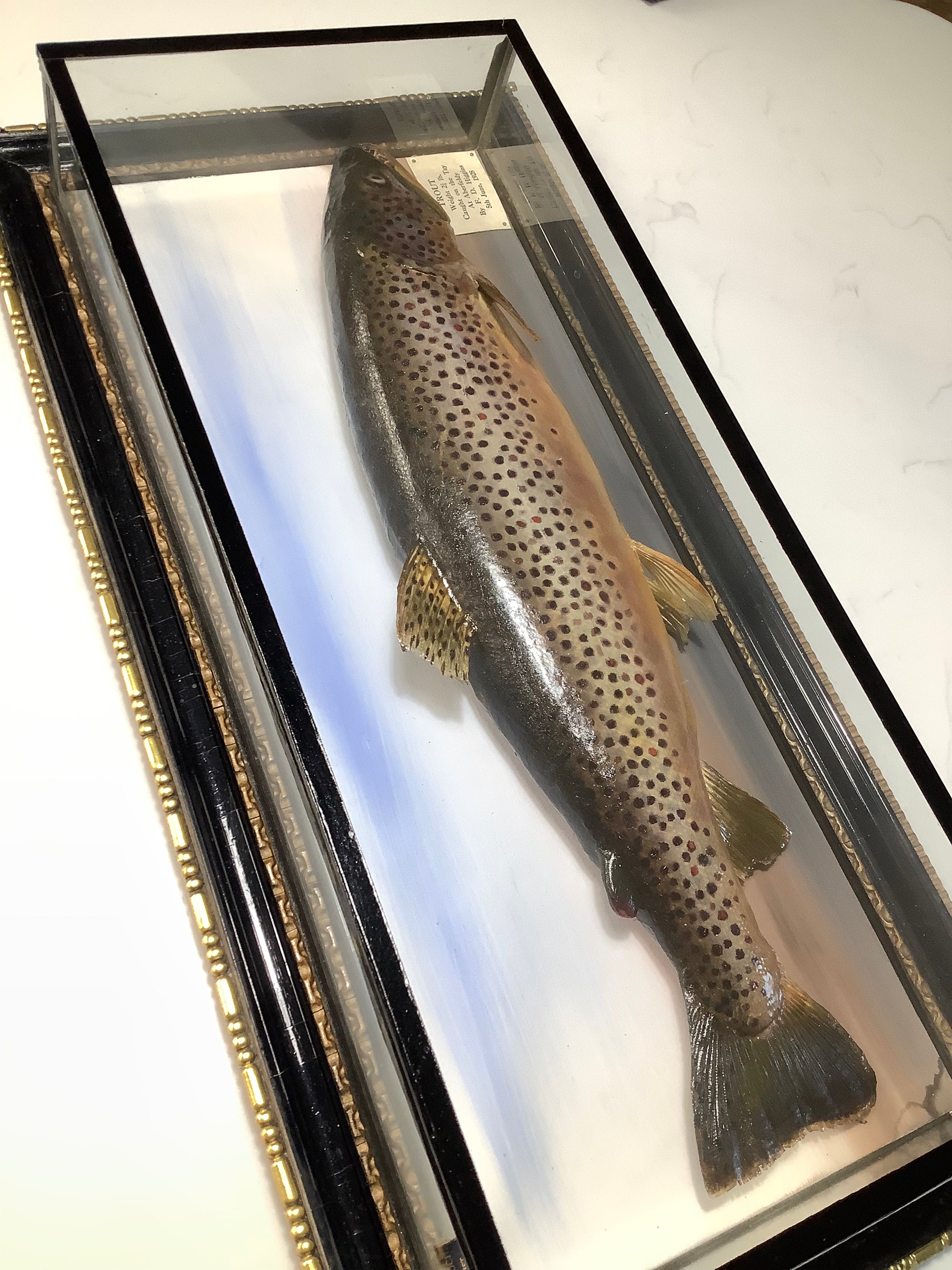 Antique 1928 MALLOCH Cased BROWN TROUT