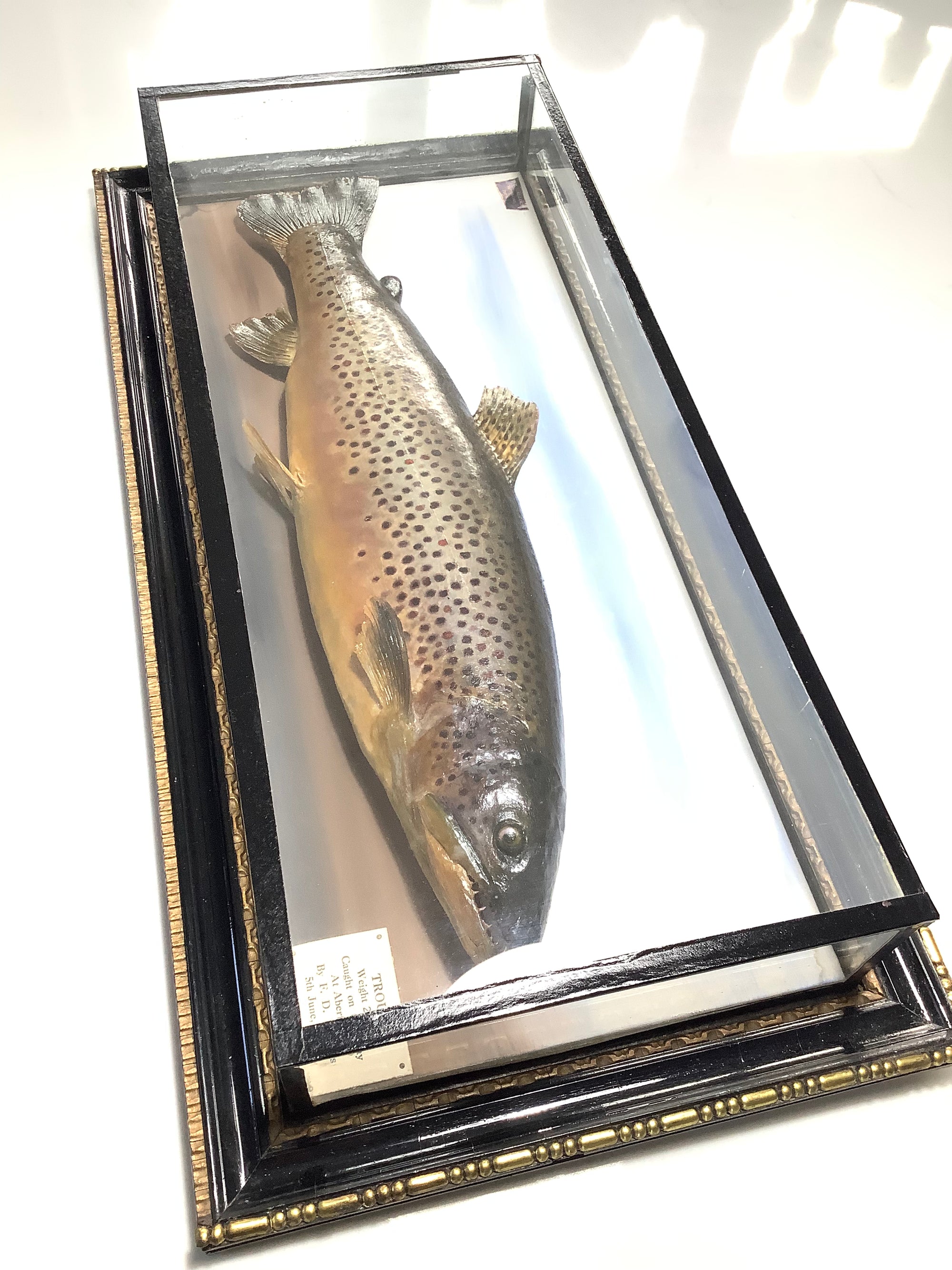 Antique 1928 MALLOCH Cased BROWN TROUT