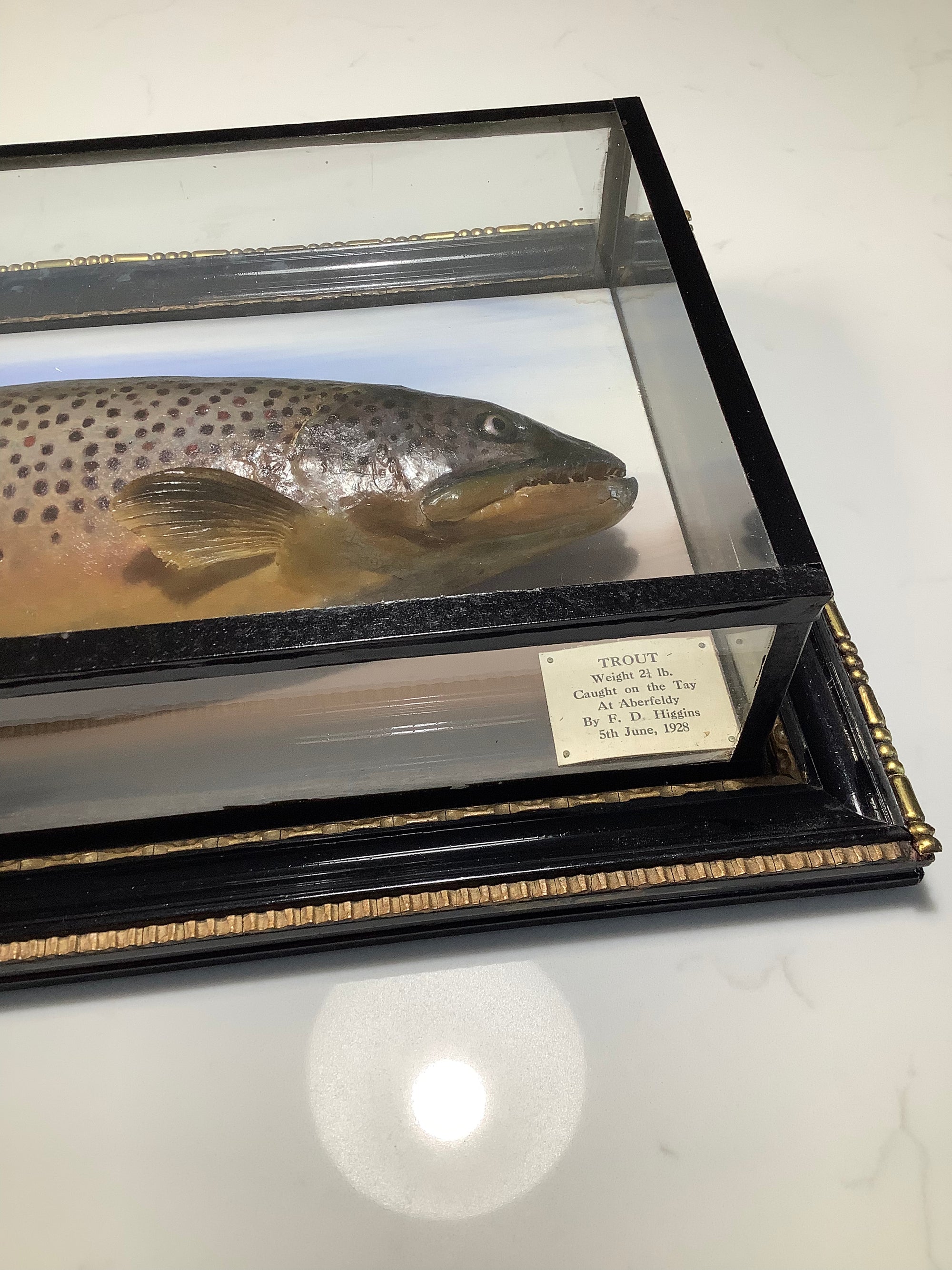 Antique 1928 MALLOCH Cased BROWN TROUT