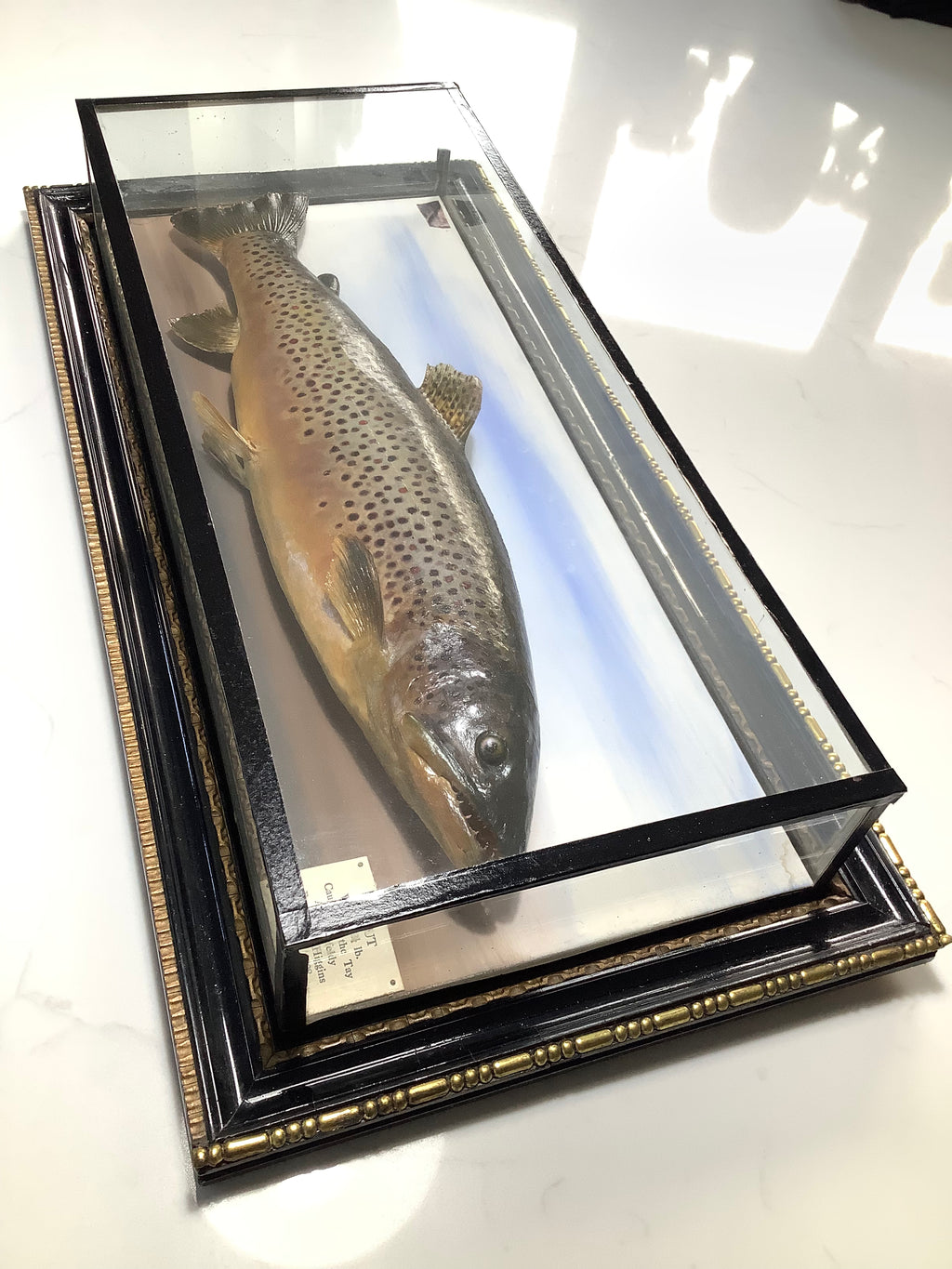 Antique 1928 MALLOCH Cased BROWN TROUT