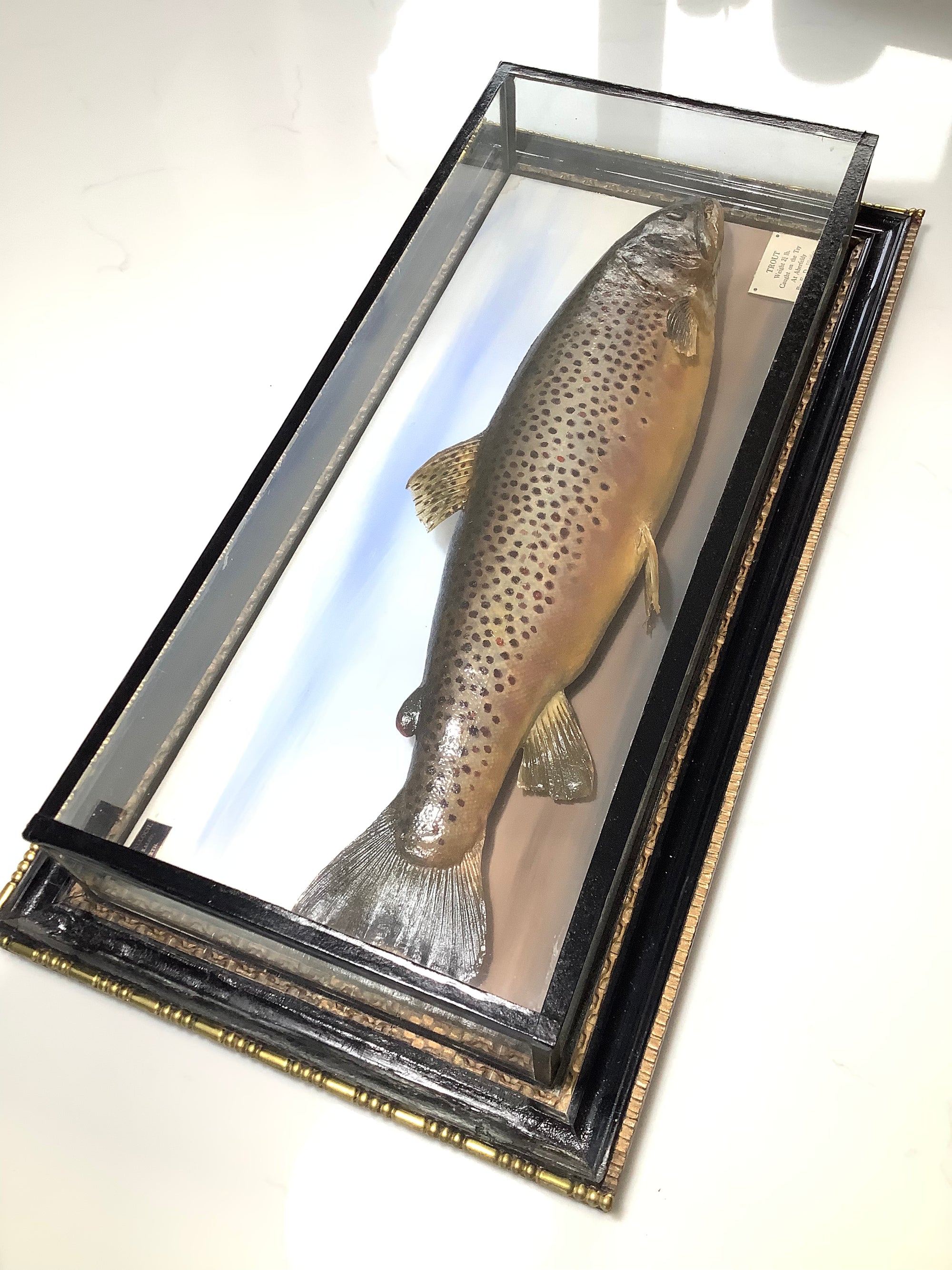 Antique 1928 MALLOCH Cased BROWN TROUT