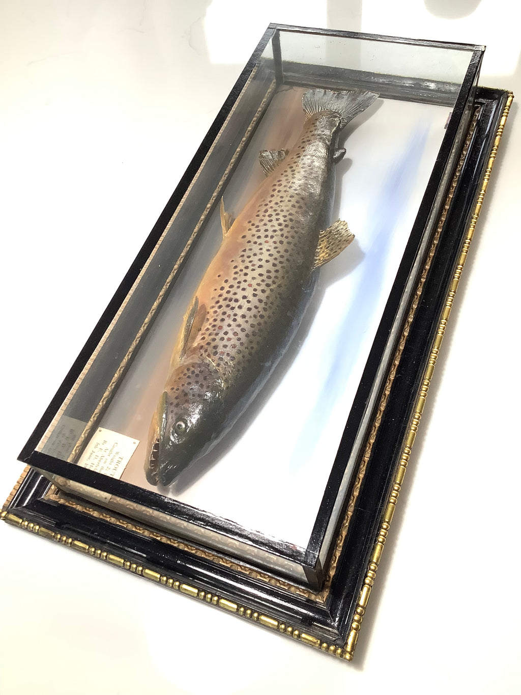 Antique 1928 MALLOCH Cased BROWN TROUT