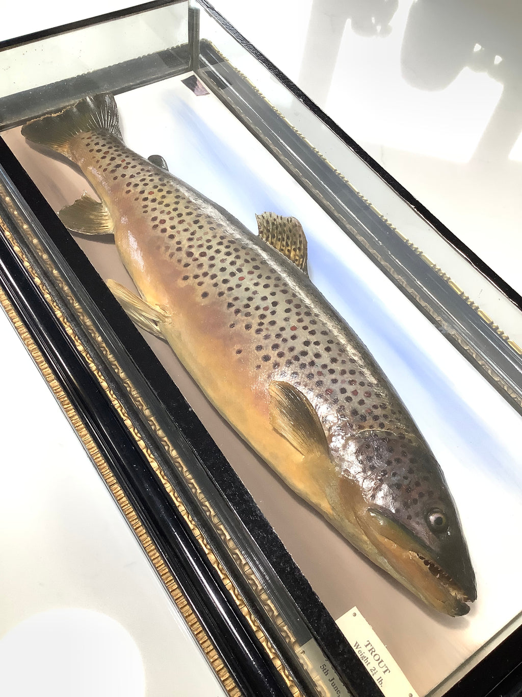 Antique 1928 MALLOCH Cased BROWN TROUT