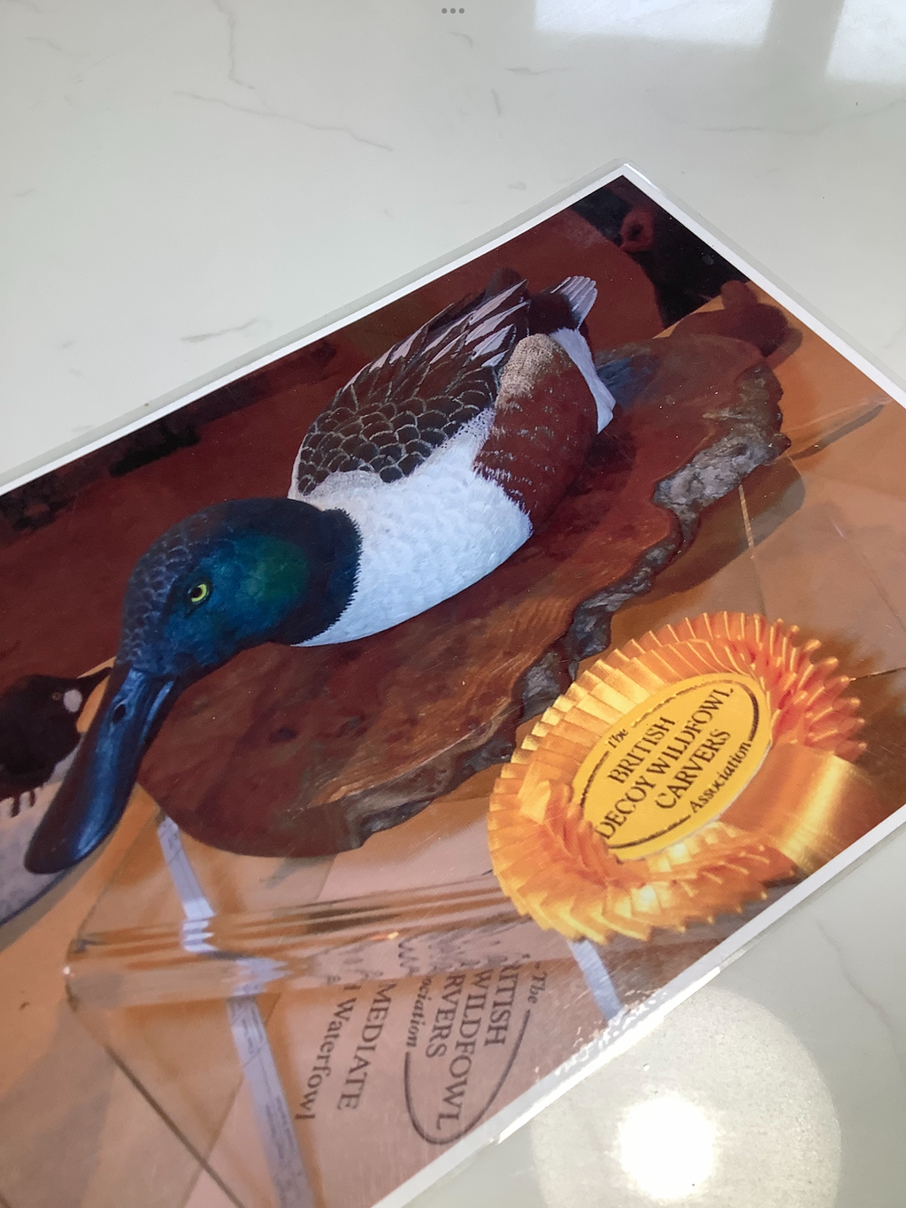 Hand Carved Realistically Painted SHOVELER Duck By Master Bird Carver Colin Clark