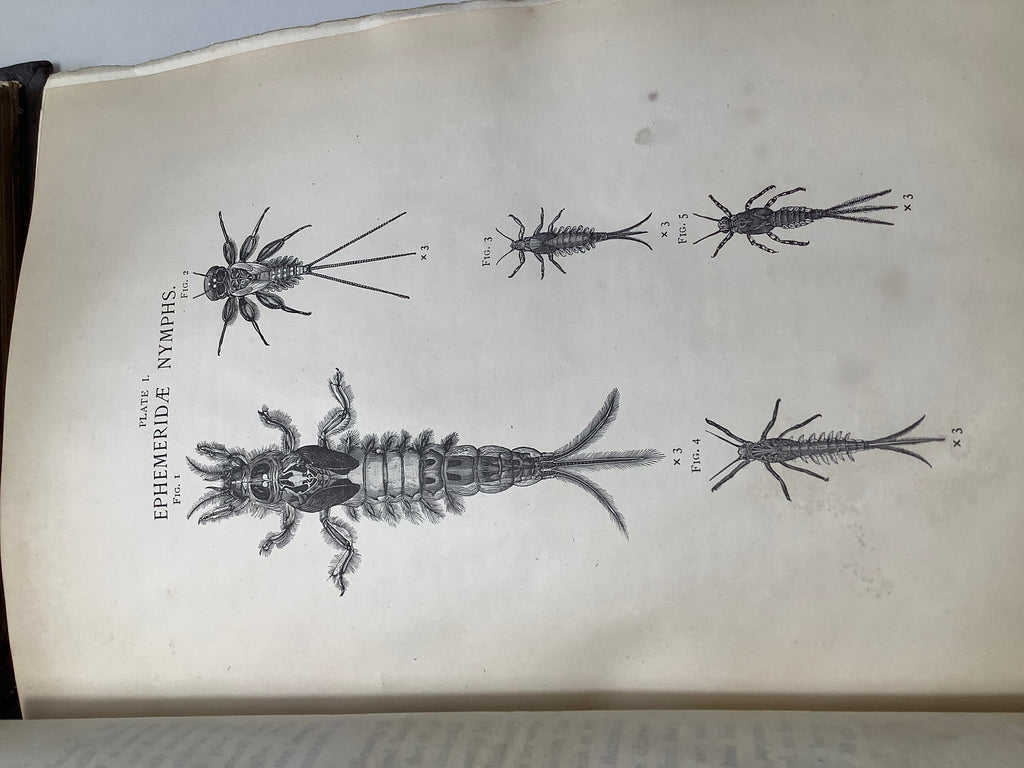 Antique DRY FLY ENTOMOLOGY Limited DE LUXE EDITION By F.M Halford 2 x Vol